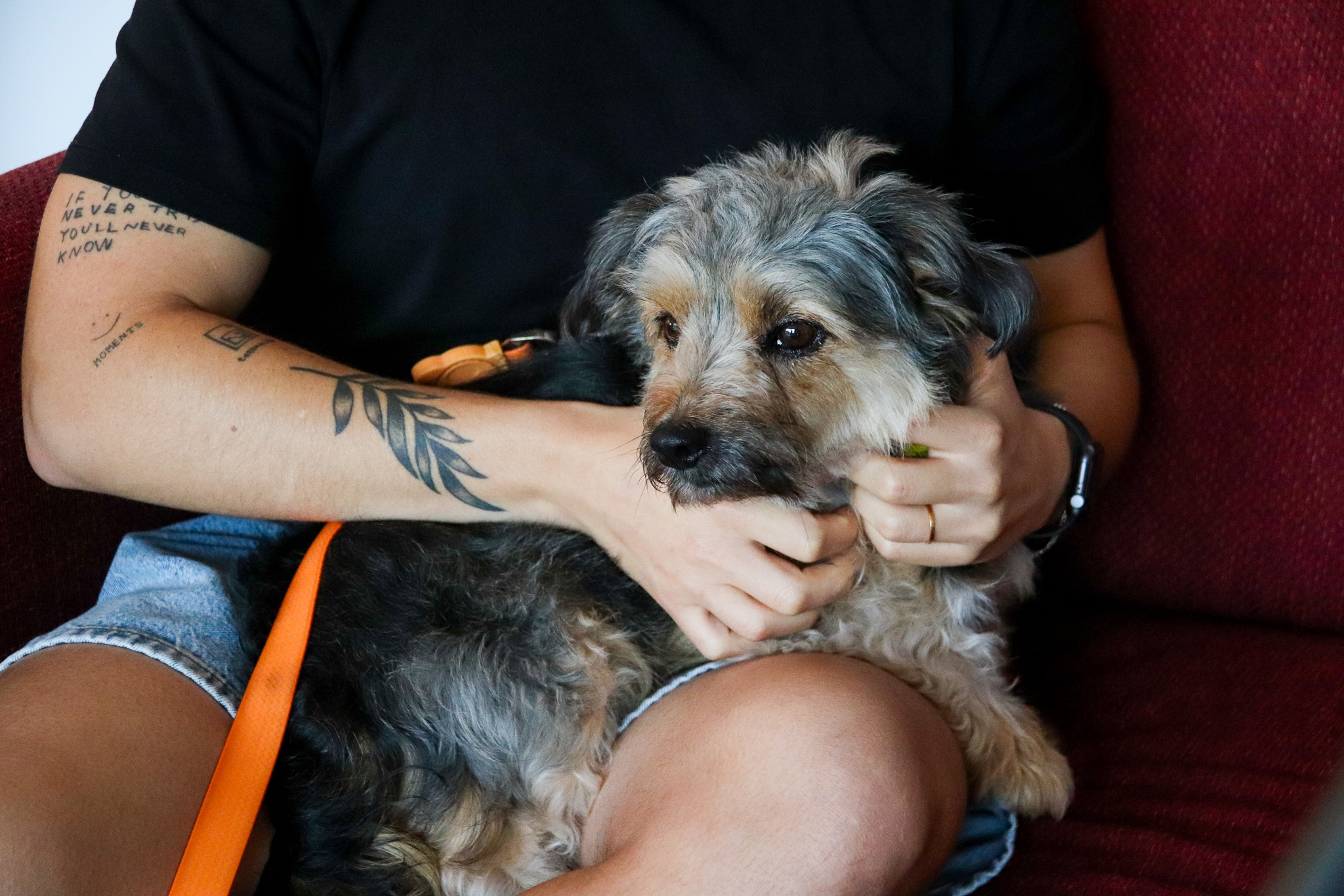 A dog sits on its owner's lap