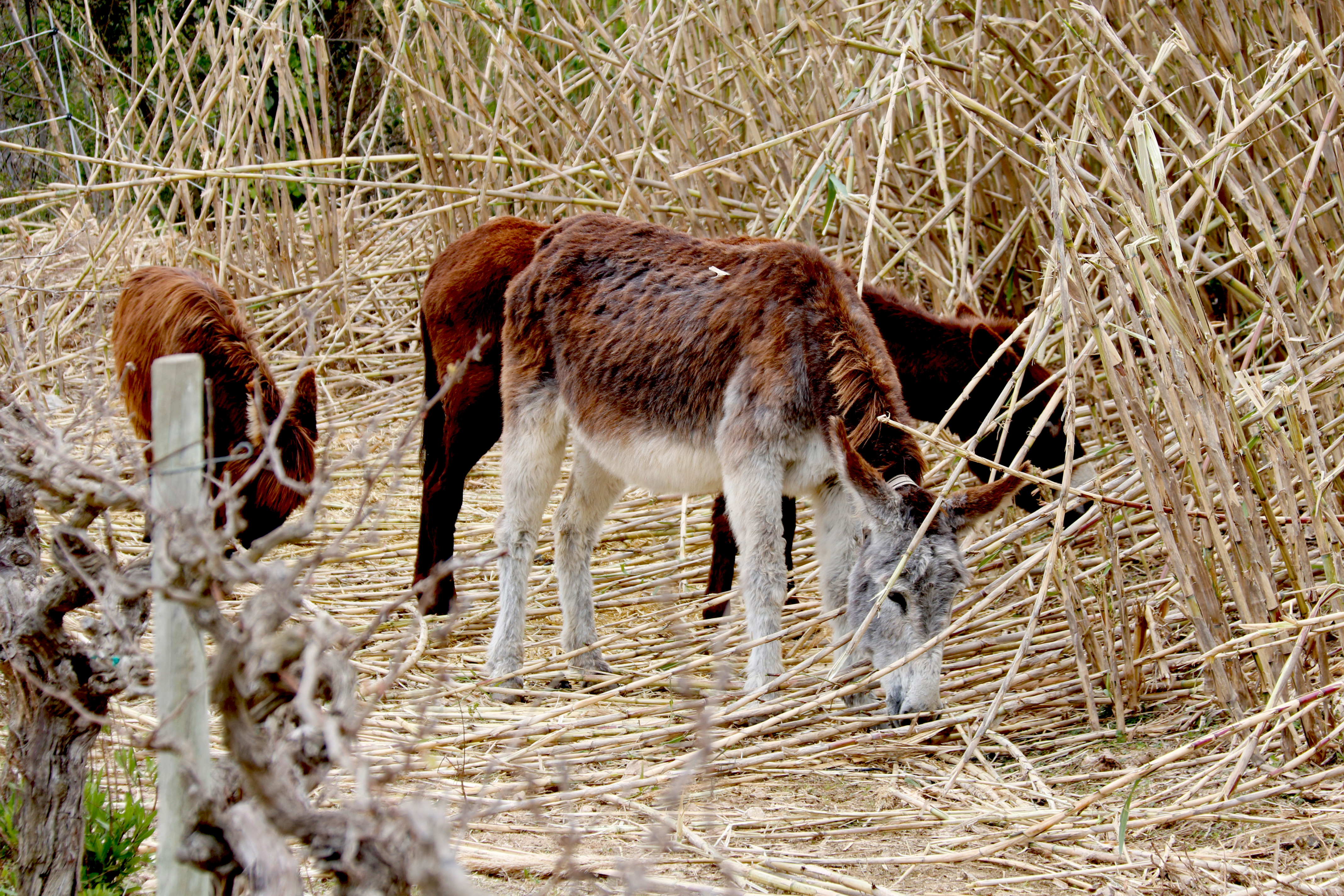 Donkeys graze to control giant reed in a pilot project