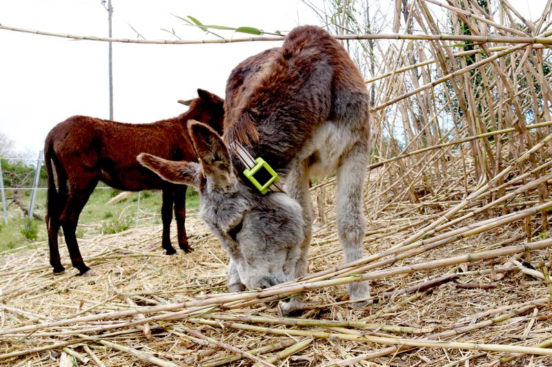 Donkeys graze to control giant reed in a pilot project