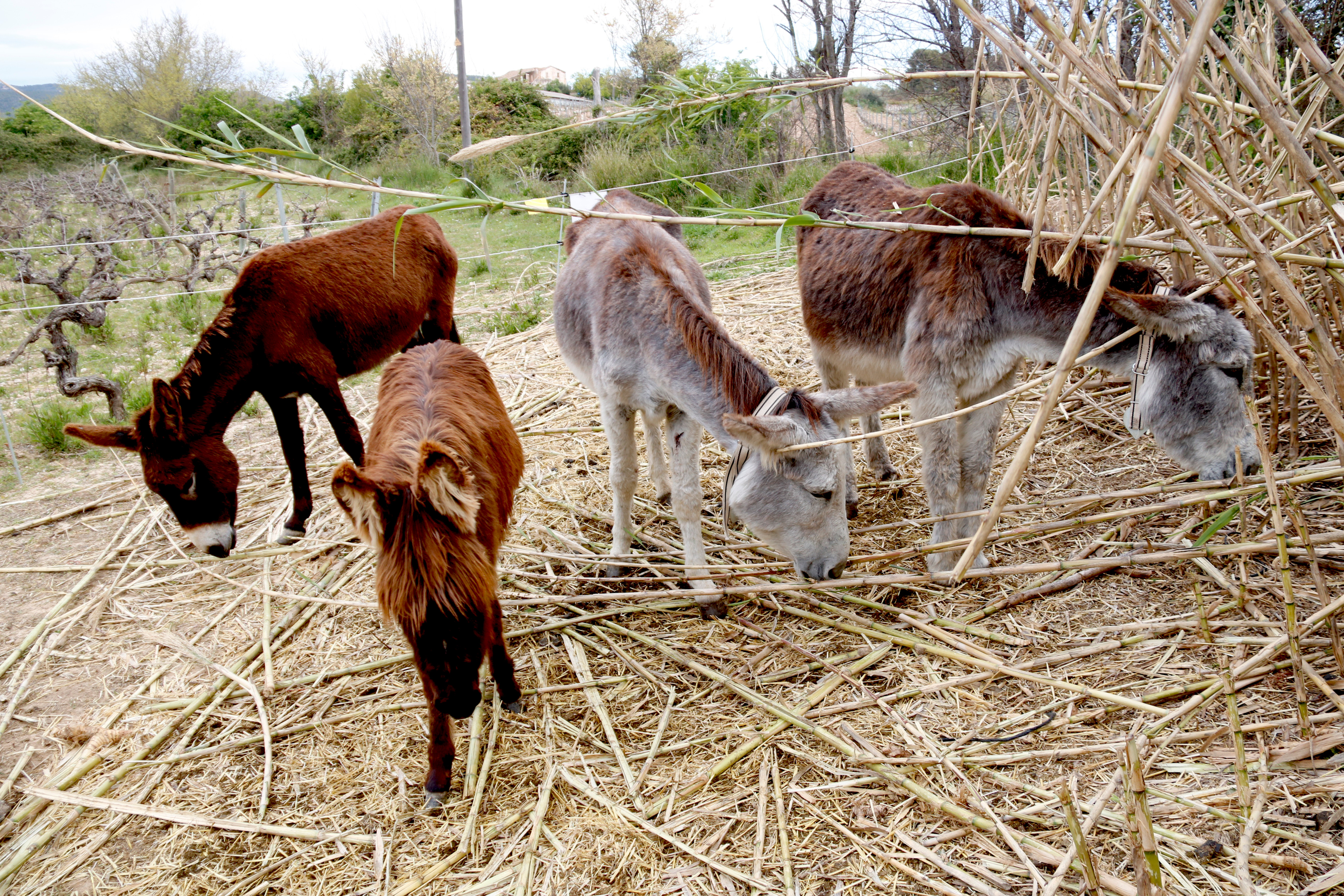 Four donkeys grazing