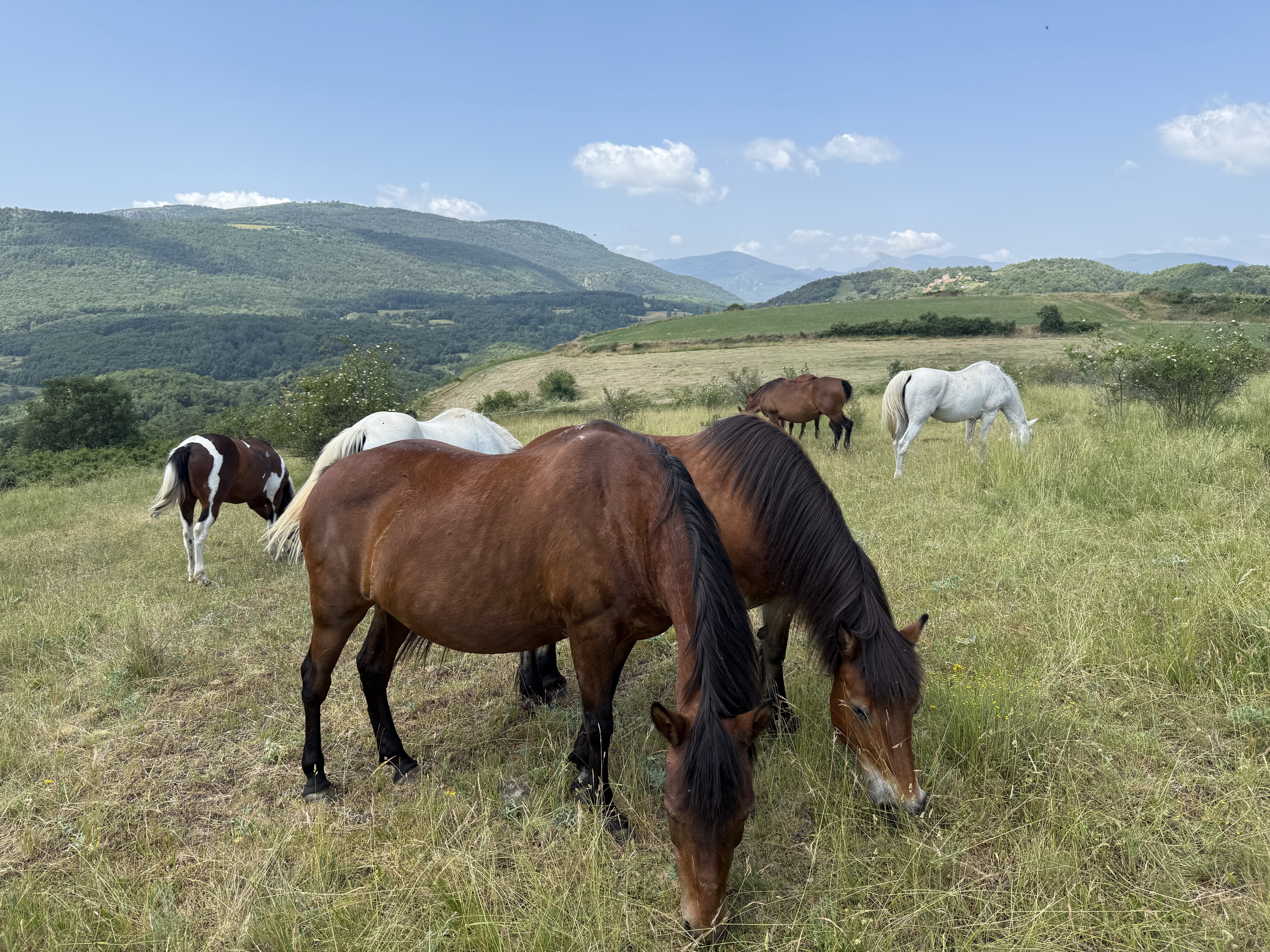A herd of horses grazing freely