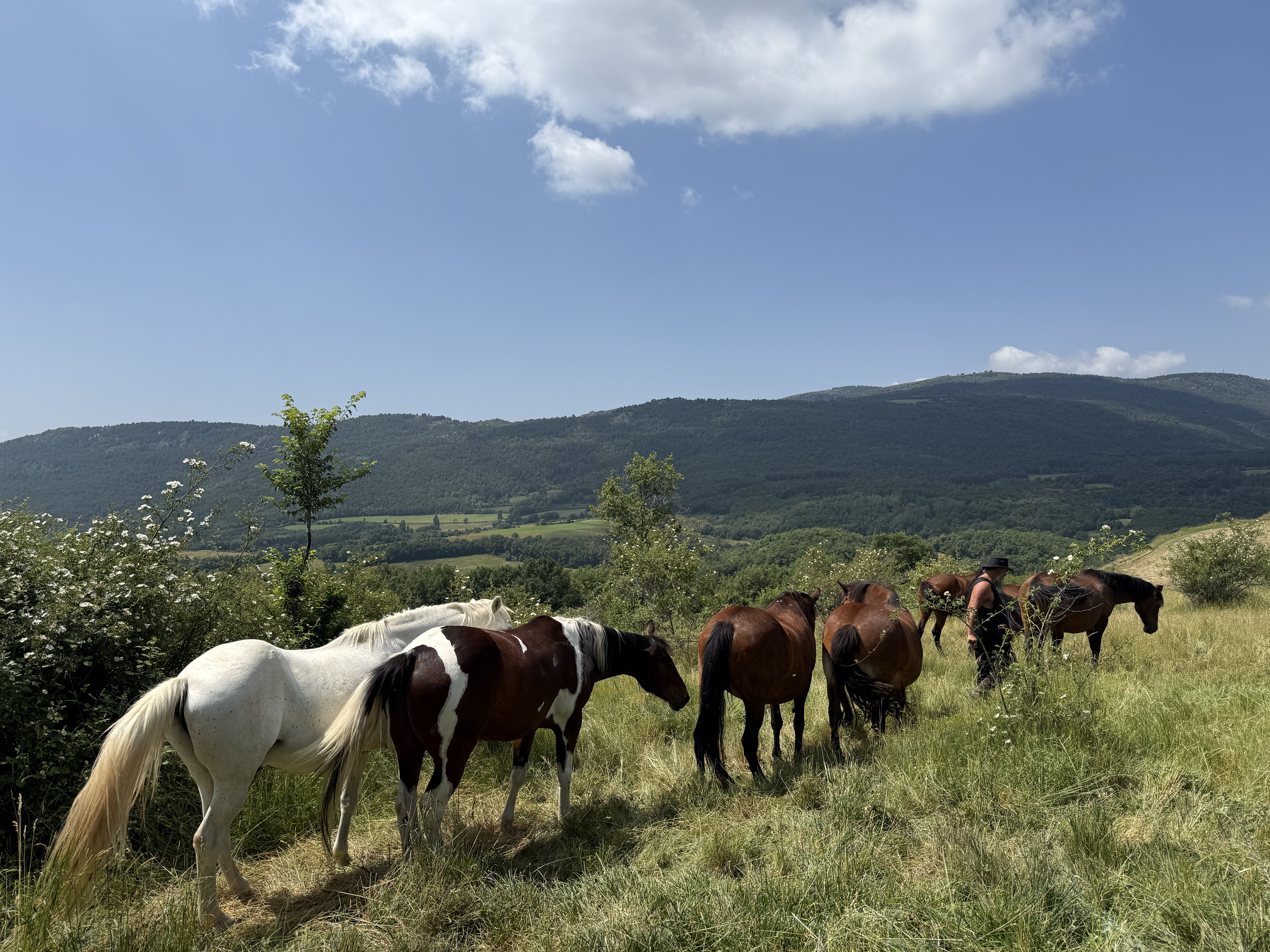 A herd of retired horses in Montcortès in the Pyrenees