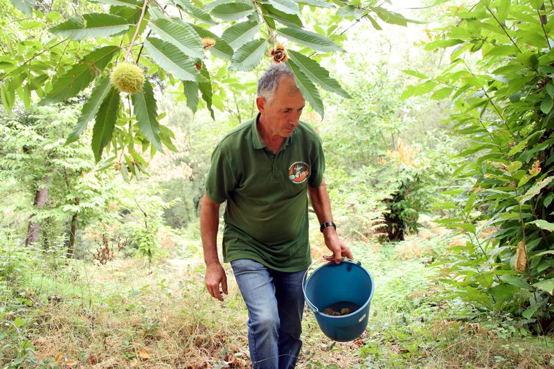 Joaquim Soler, head of the Viladrau Chestnut Handling Center, gathers chestnuts