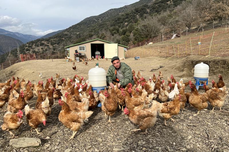 Pere Roca, with some of the 800 chickens he has on a farm in Valls de Valira (Alt Urgell)