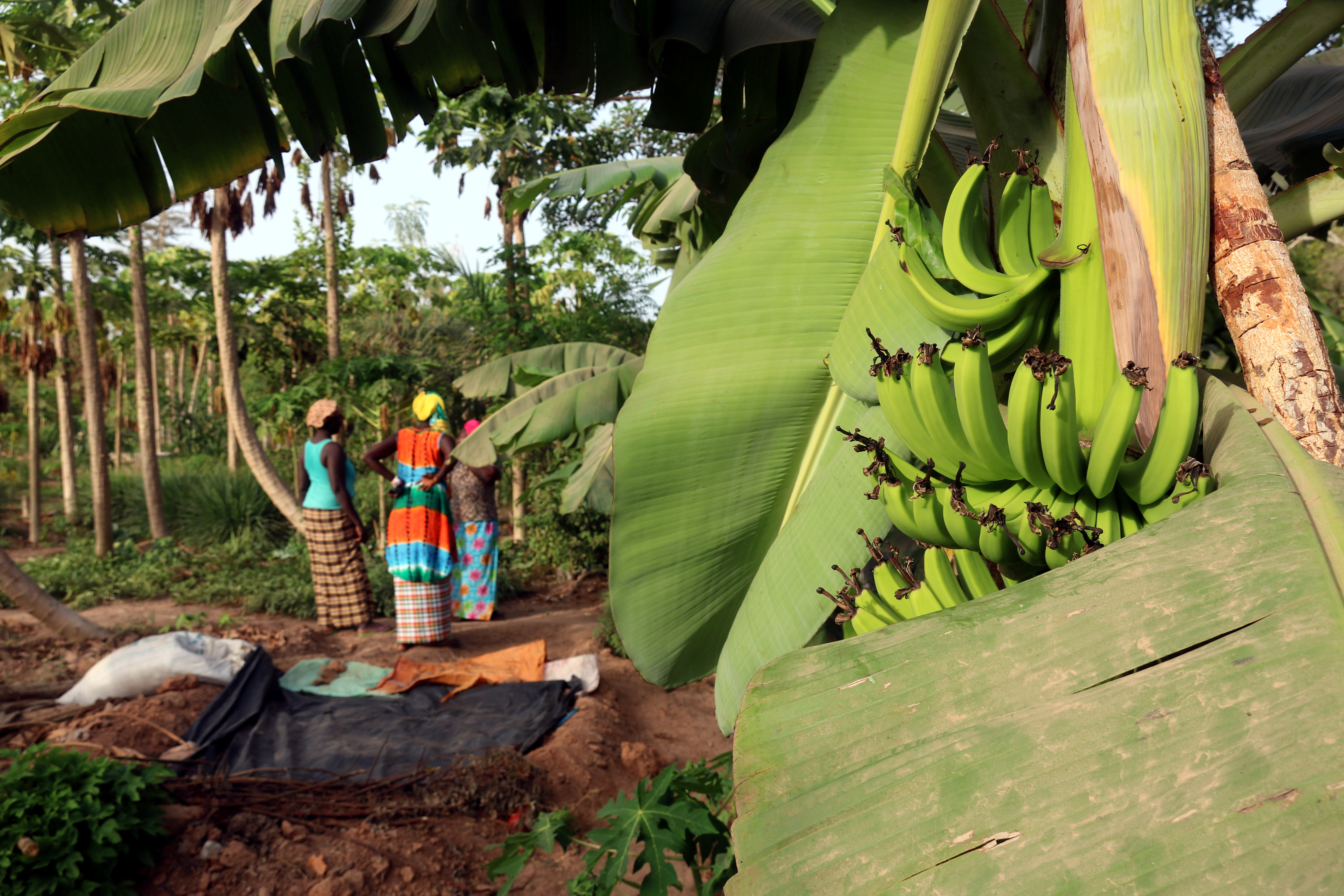 Self-managed garden of a women's cooperative in the Casamance region, Senegal.