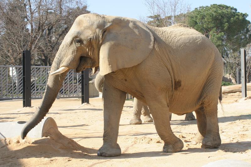 Susi, the elephant, passed away on January 9, 2026 at the Barcelona zoo