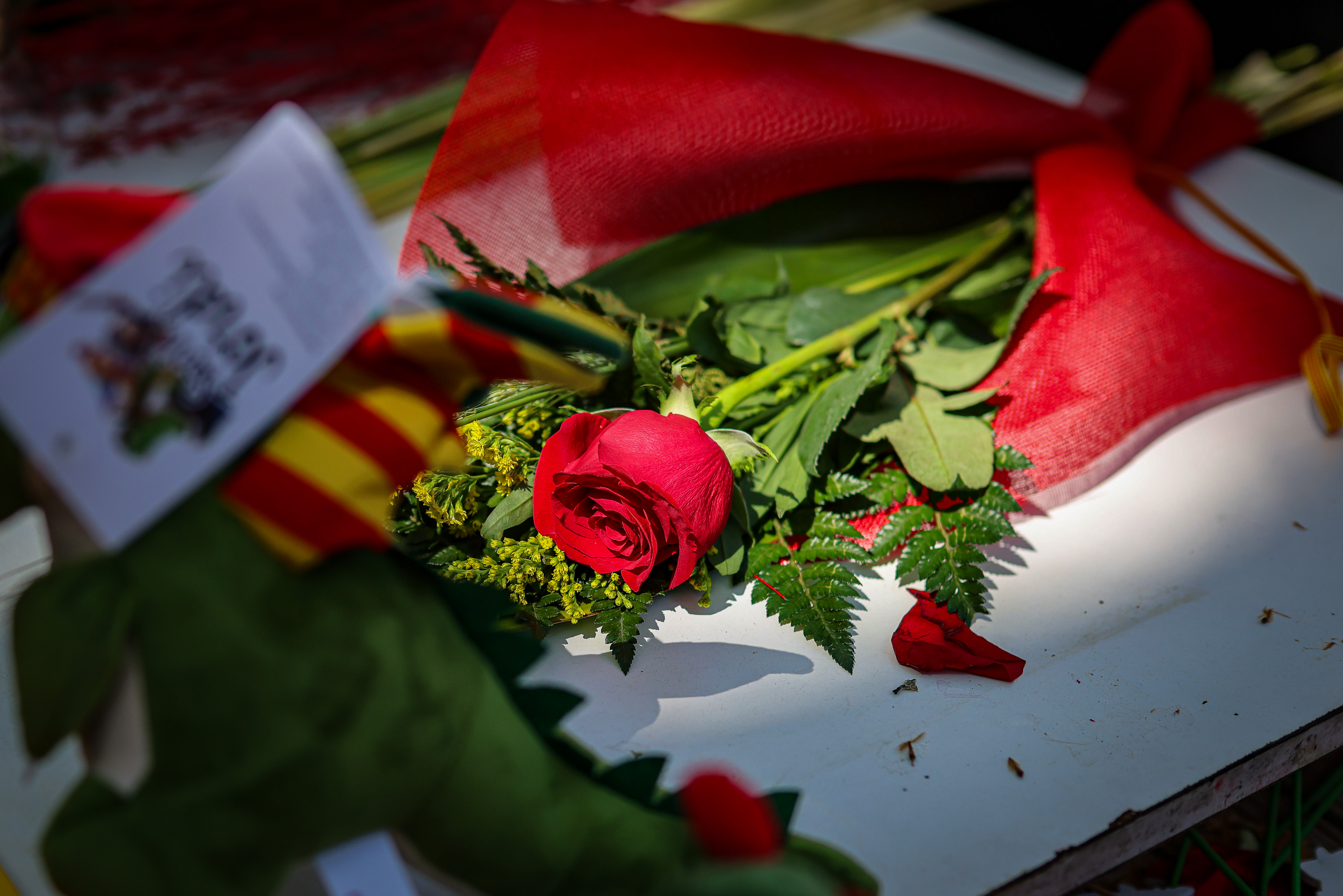 A Sant Jordi rose in the center of Barcelona