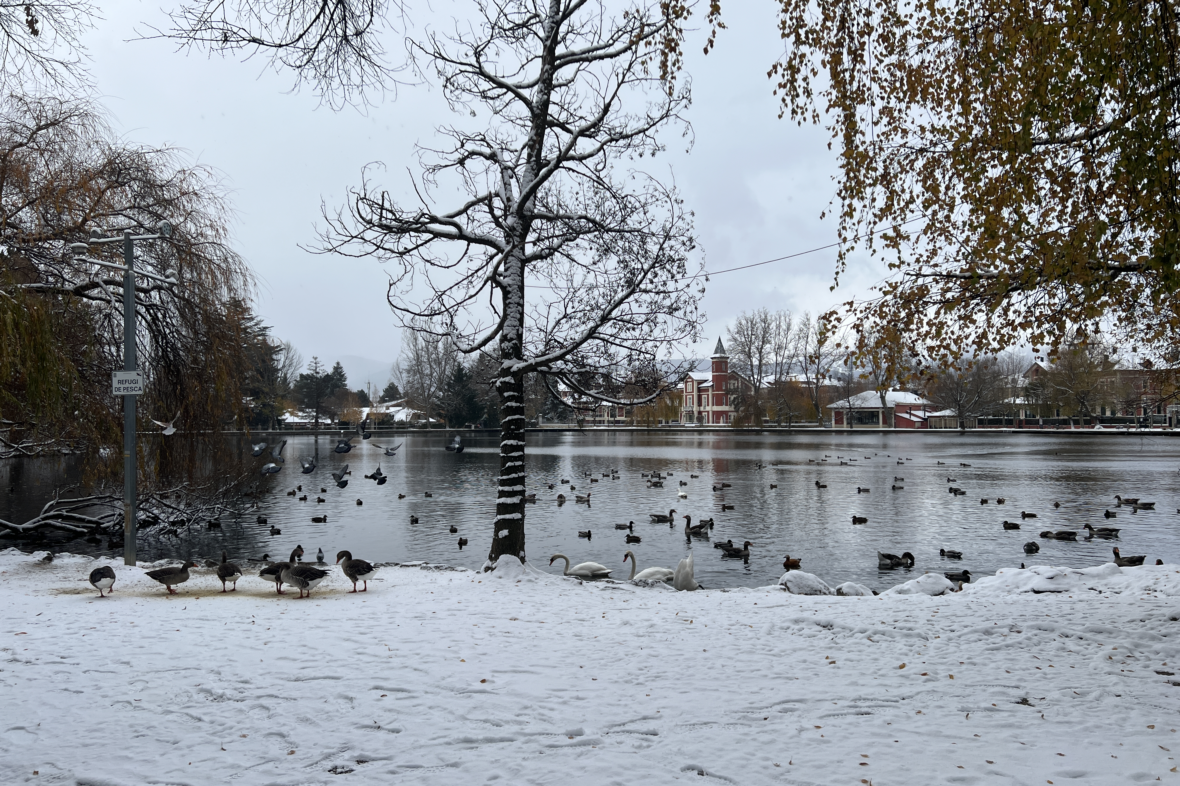Animals near the lake in Puigcerdà surrounded with snow on November 21, 2025