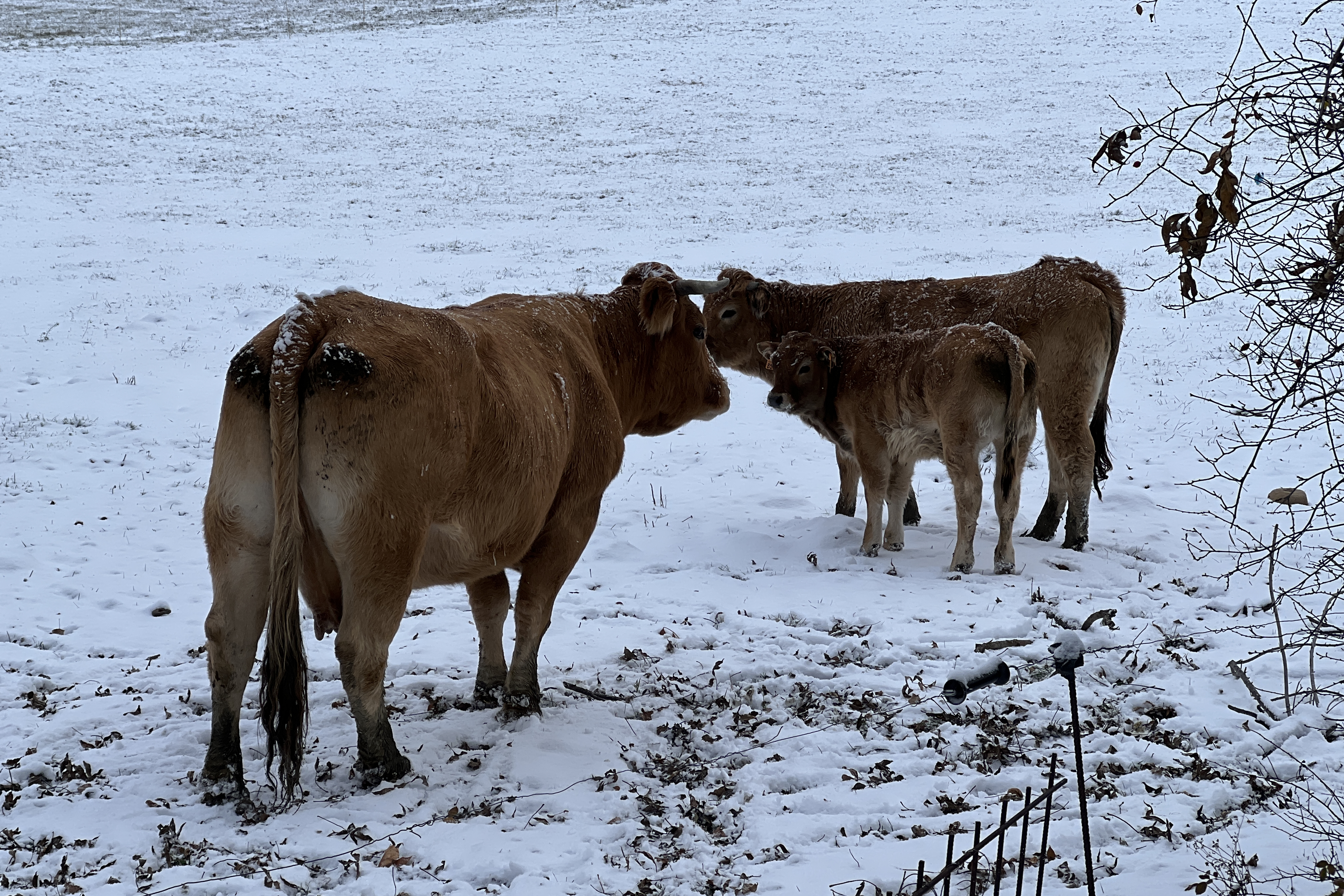 Animals in Puigcerdà surrounded by snow