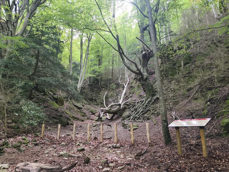 Beech trees in a Catalan forest