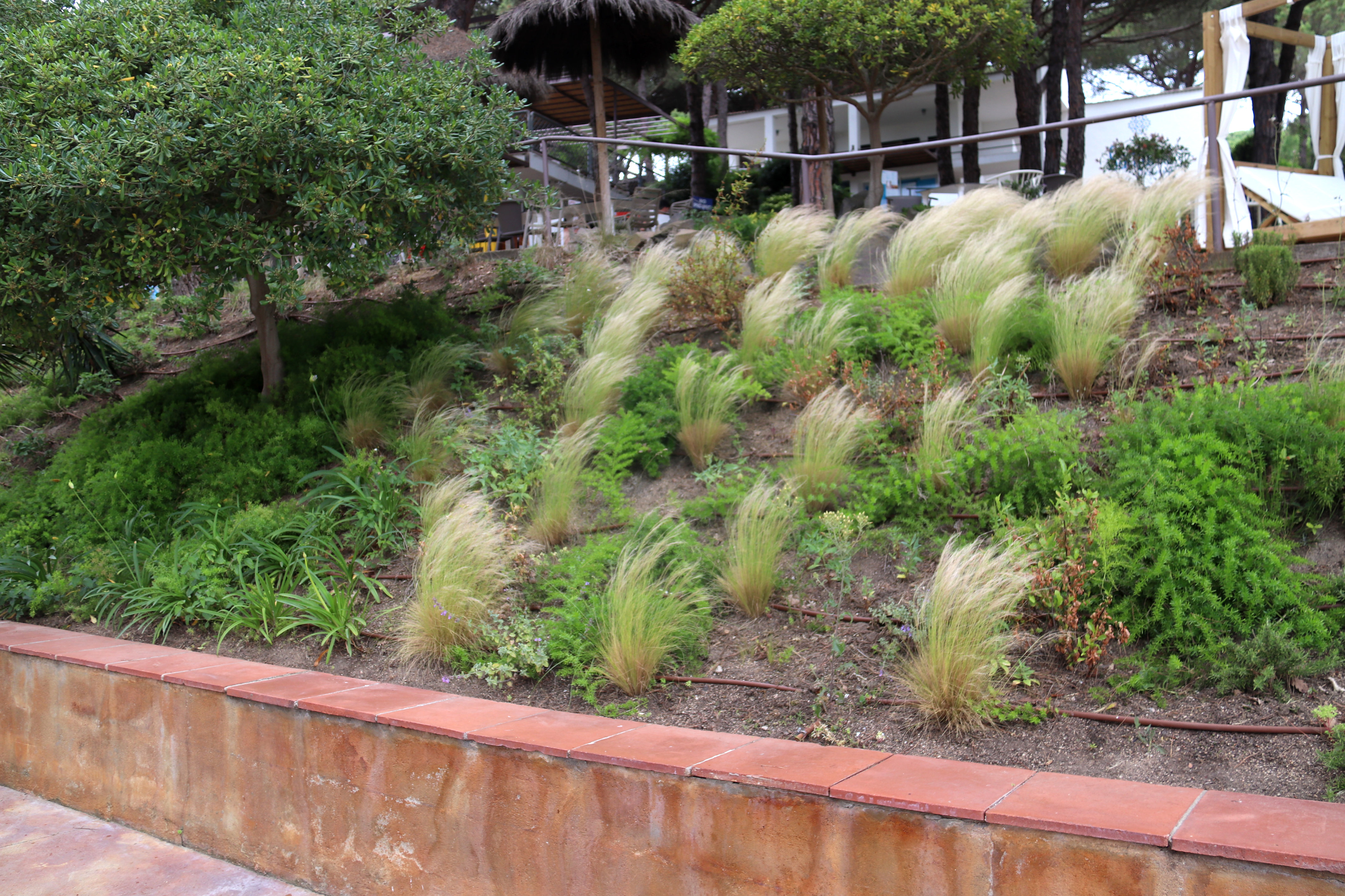 An area of vegetation with drip irrigation