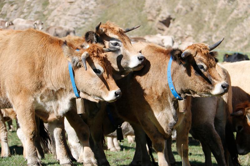 Three cows