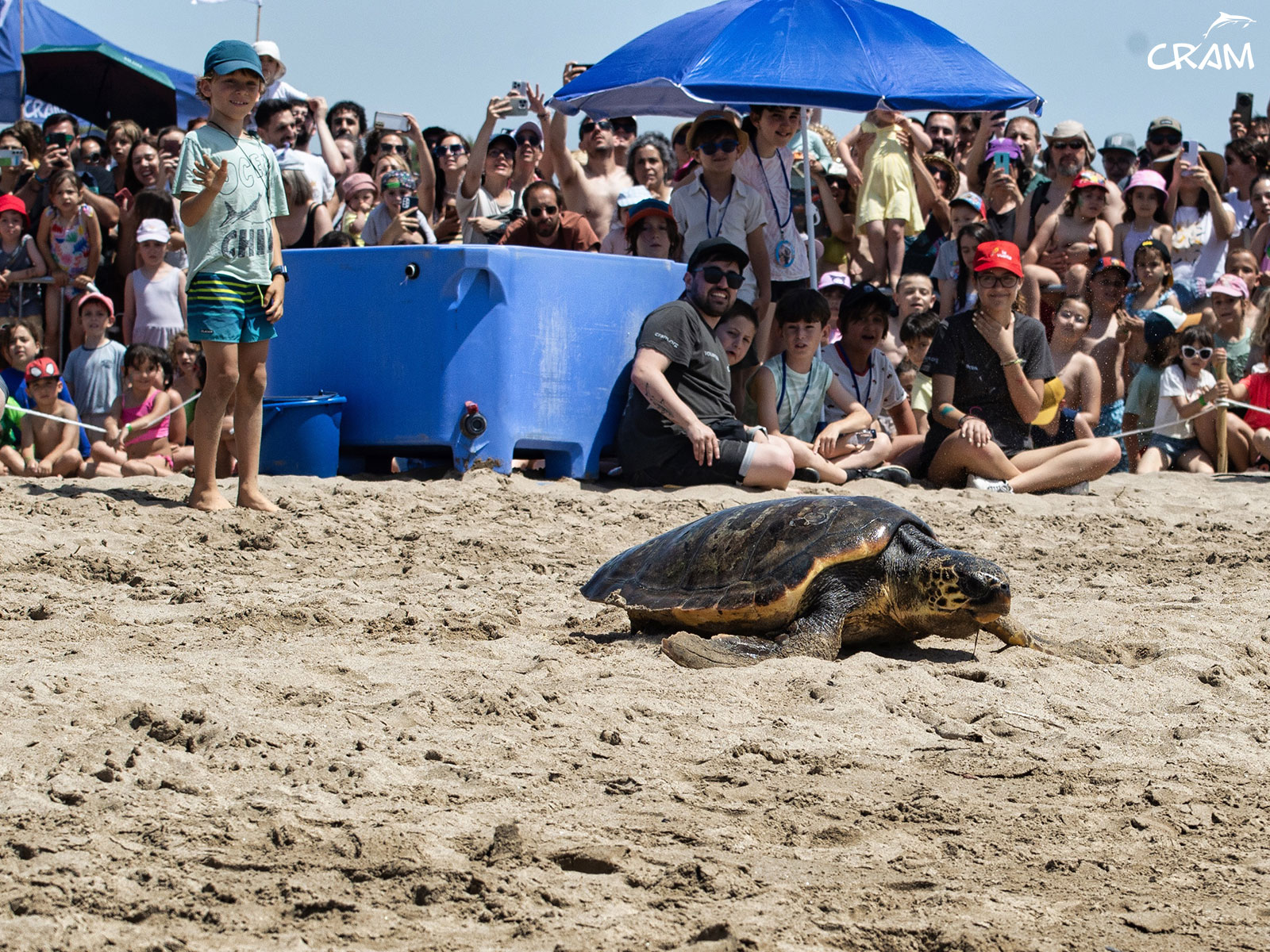 Hundreds of people attended the release of sea turtles on the Prat de Llobregat beach.
