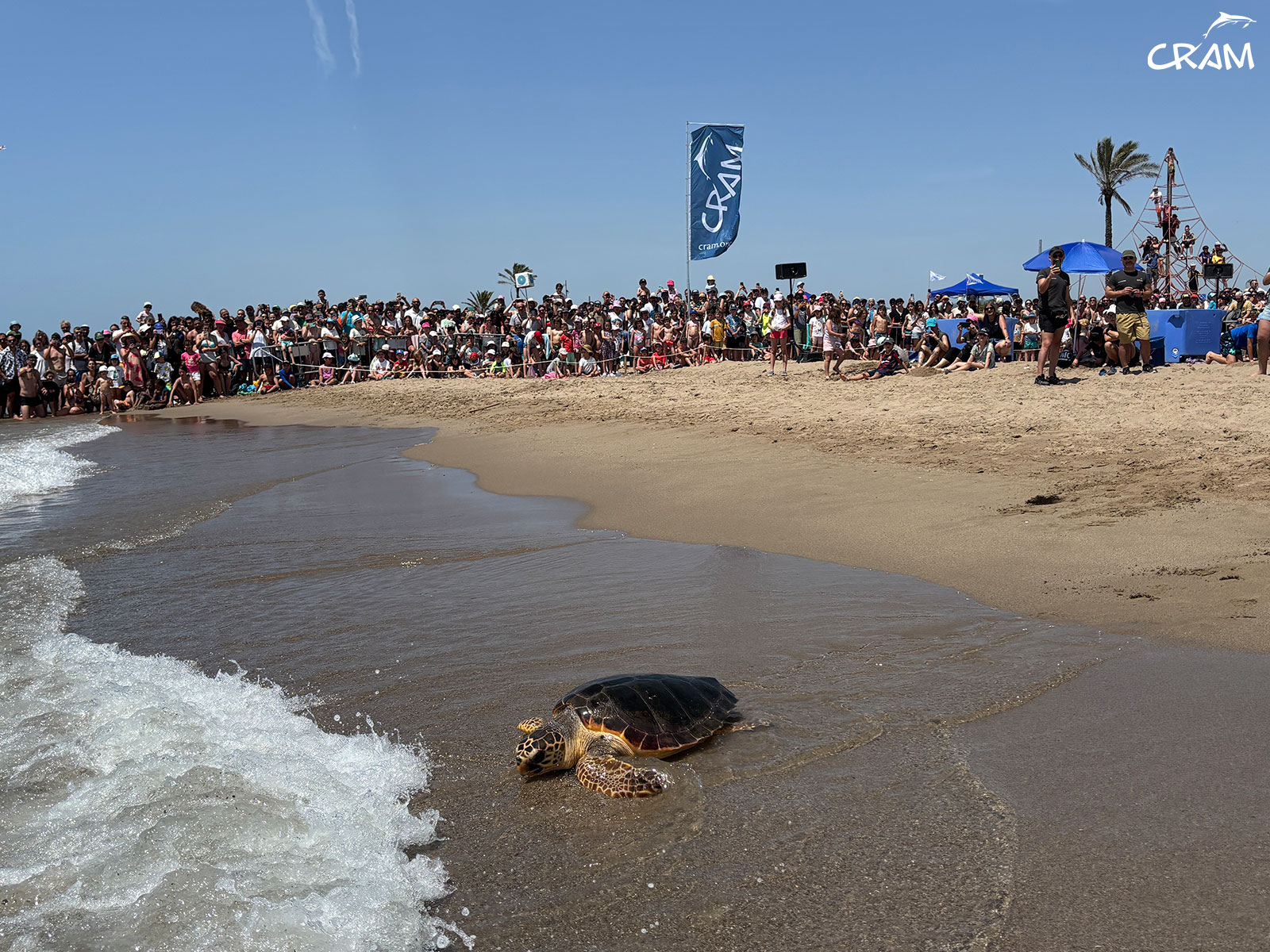 A sea turtle returns to the sea as part of the 'Return Home' event organized by the CRAM foundation in the Prat de Llobregat beach.