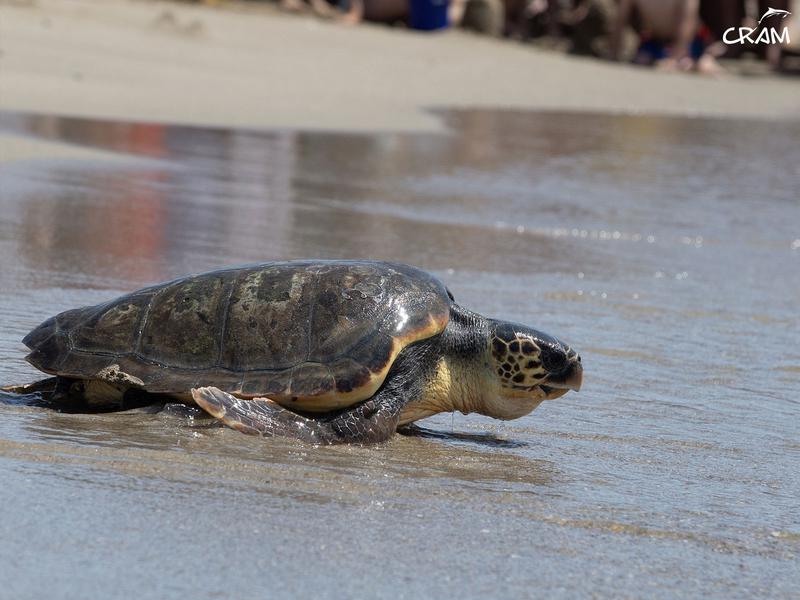 A recovered sea turtle, about to enter the sea on the Prat de Llobregat beach.