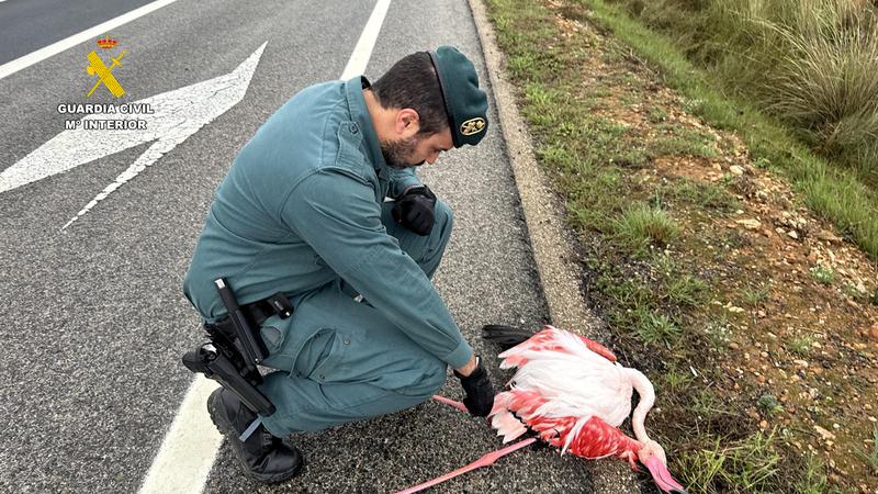 A Spanish police agent holding a flamingo found in the AP-7 highway