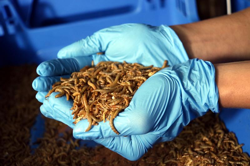 Mealworms raised on the small farm in Sant Salvador