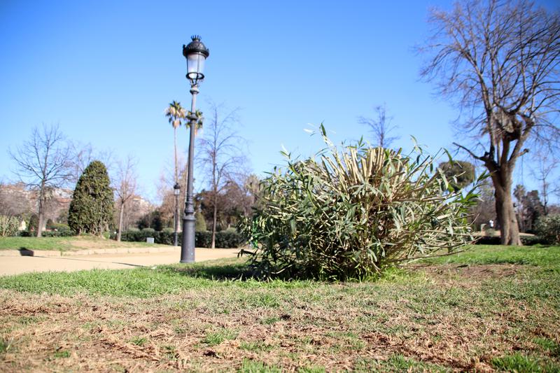 Barcelona's Ciutadella park. 