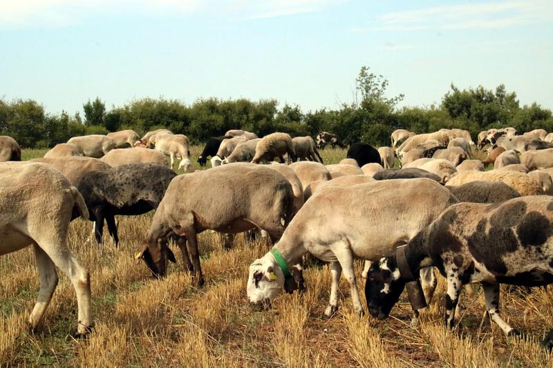 Sheep in Castellfollit del Boix in the Bages region