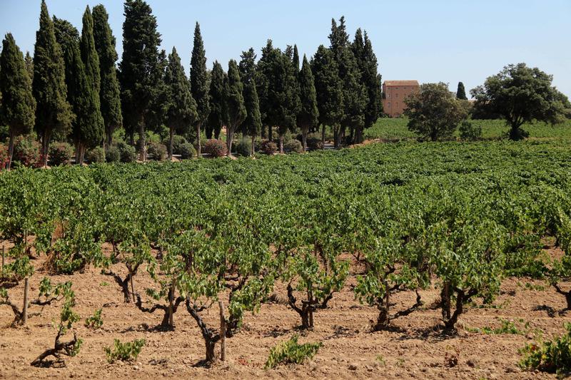 Penedès county vinyards near Barcelona