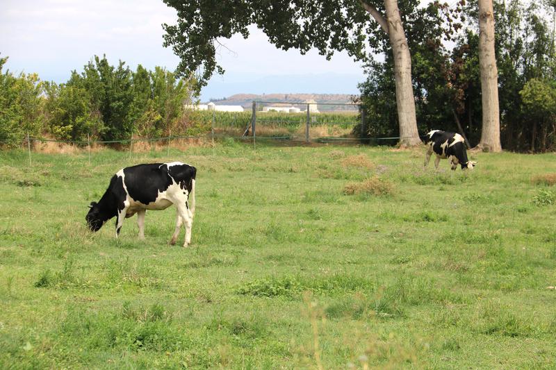 Cattle grazing