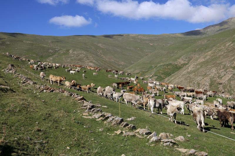 Dozens of cows in the mountains in Llessui, western Catalan Pyrenees