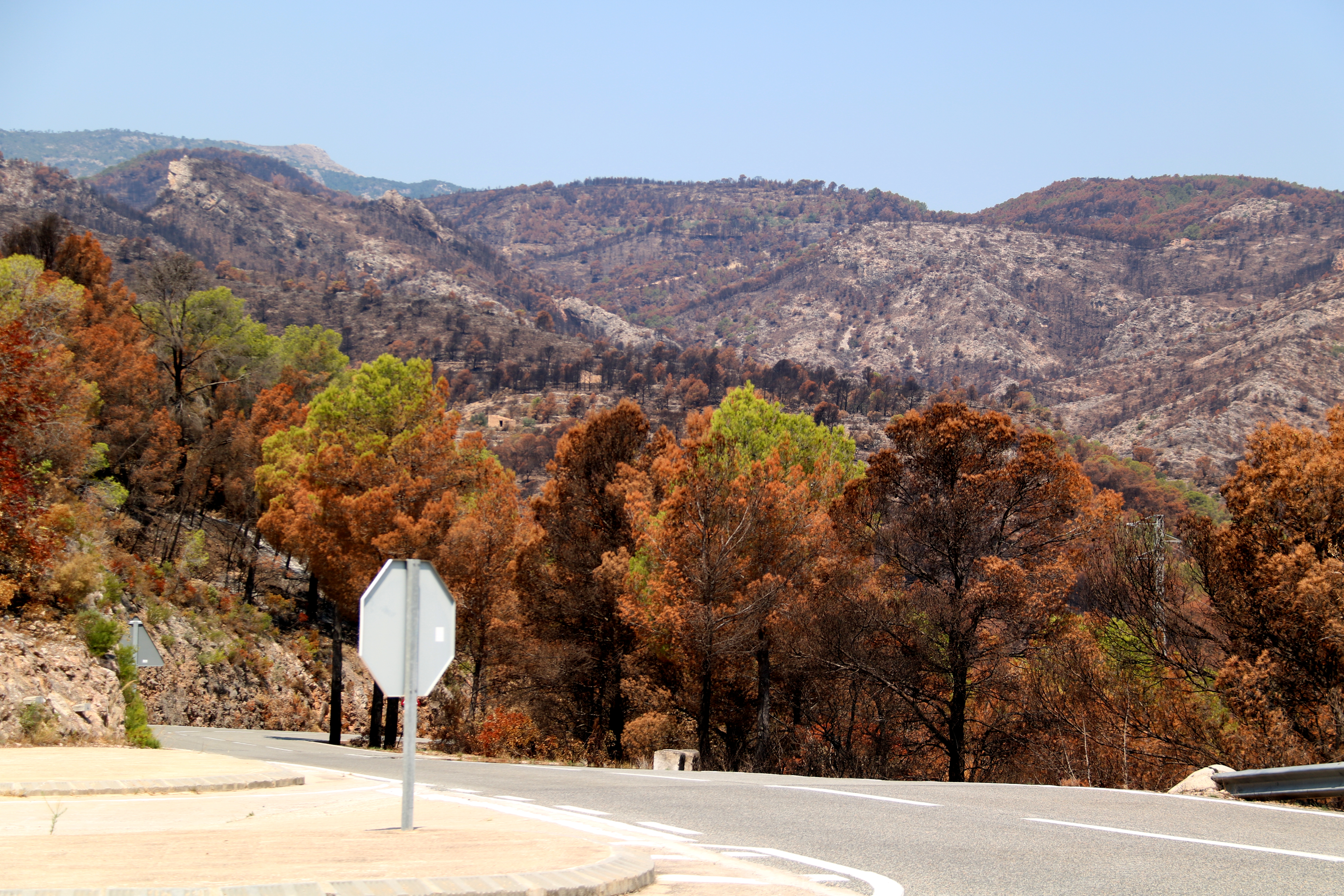 Burnt pine forest beside the road