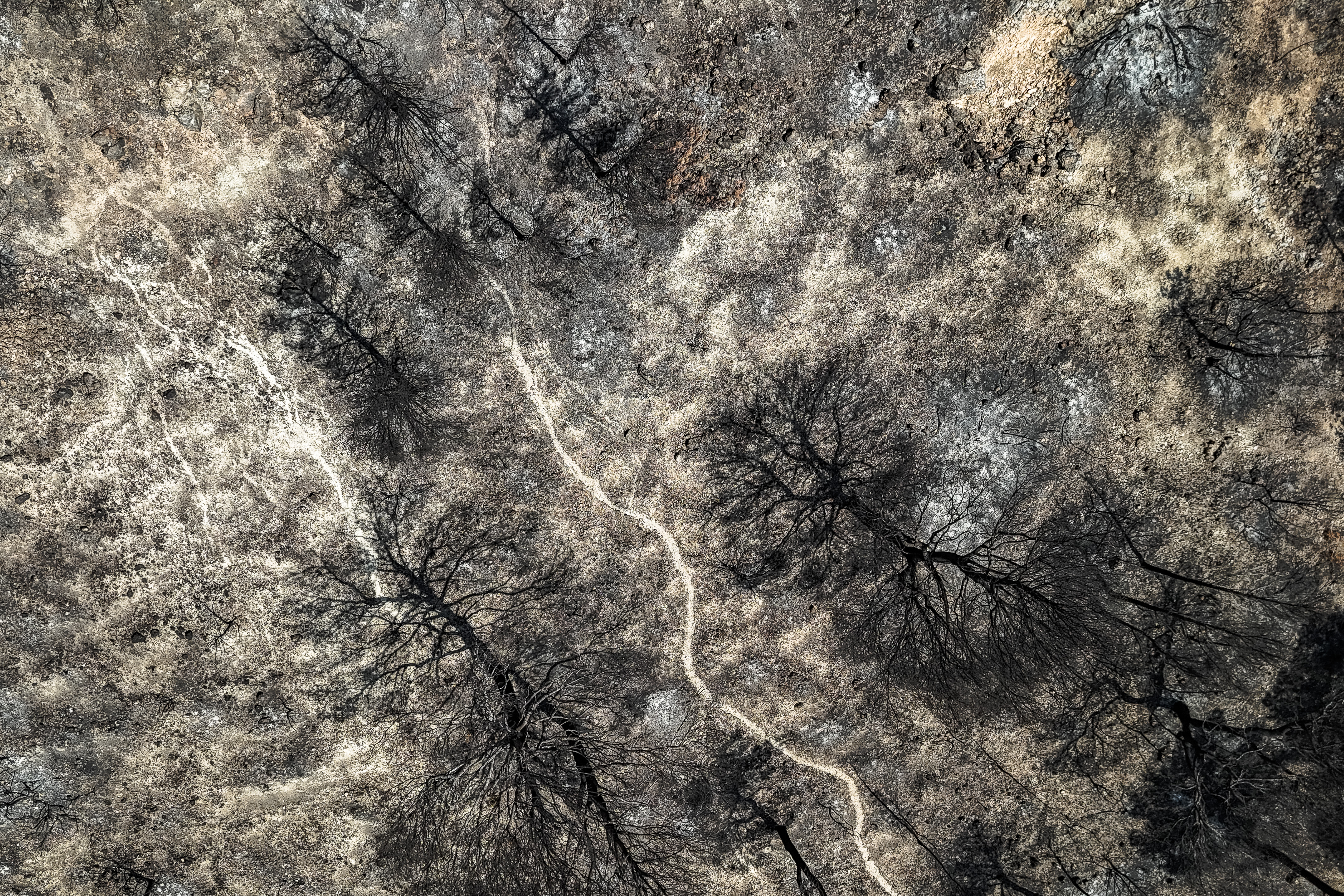 Overhead shot of trees scorched by the Paüls wildfire