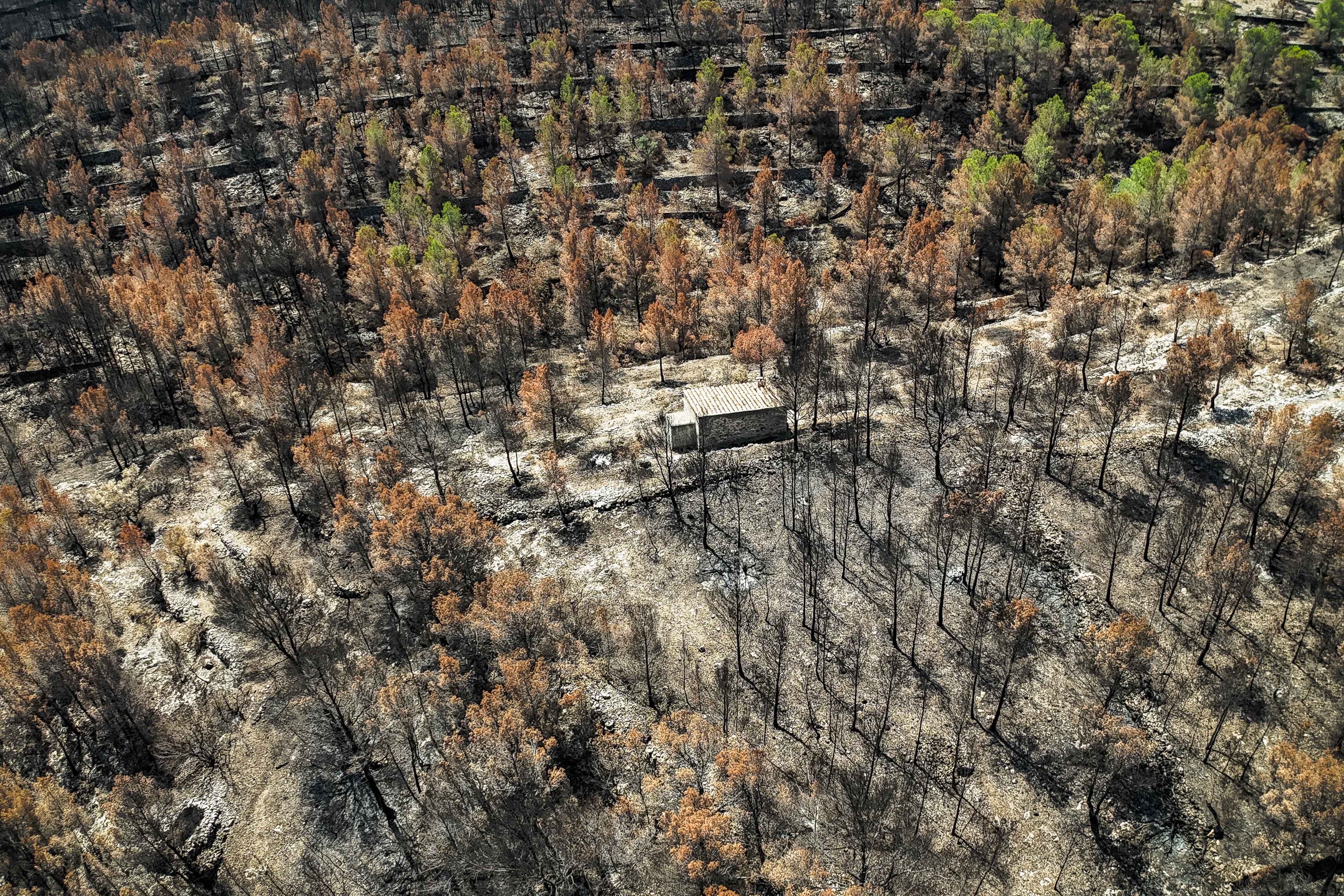 A small house in the middle of a burnt pine forest in Paüls