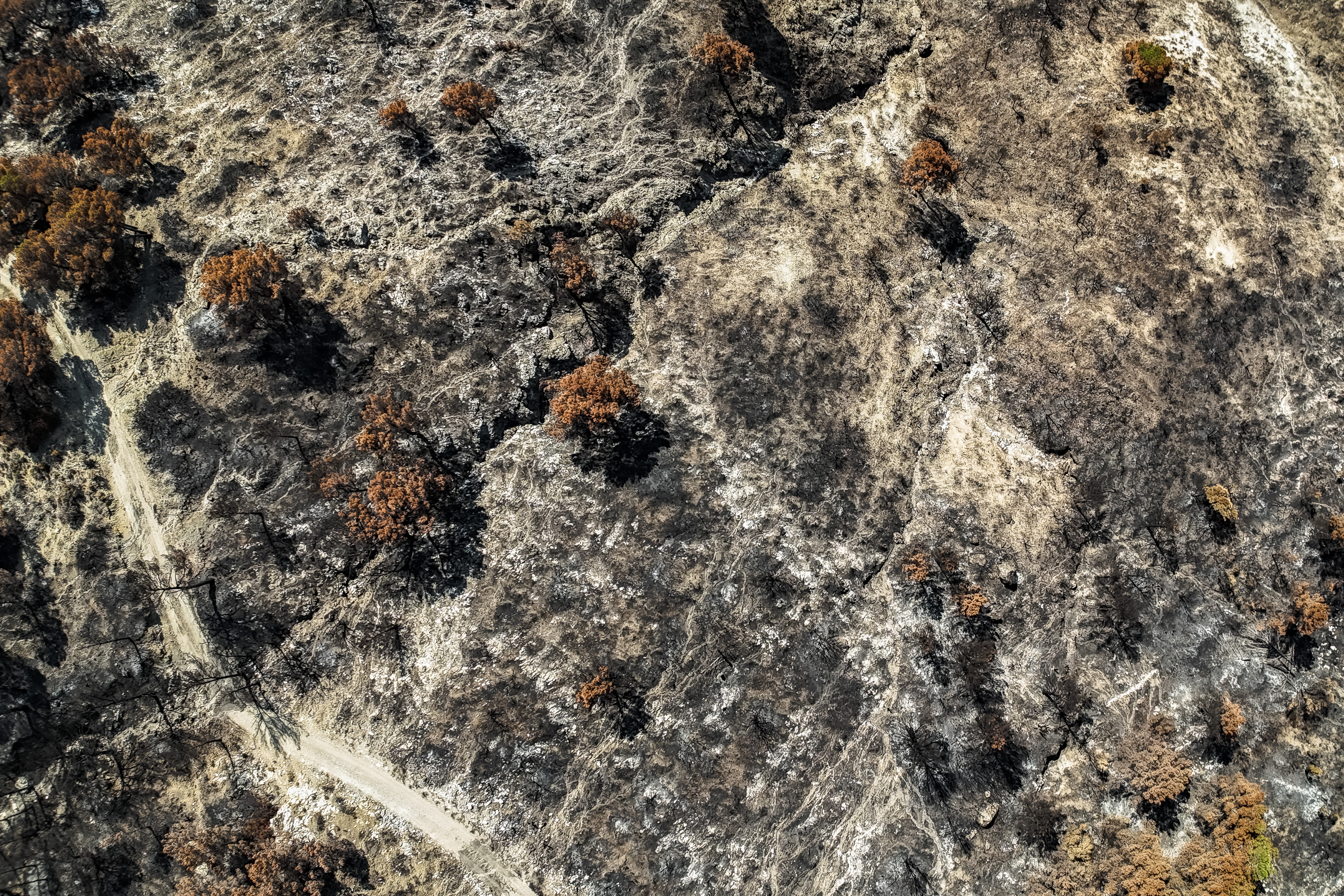 Aerial view of trees burned in the Paüls wildfire