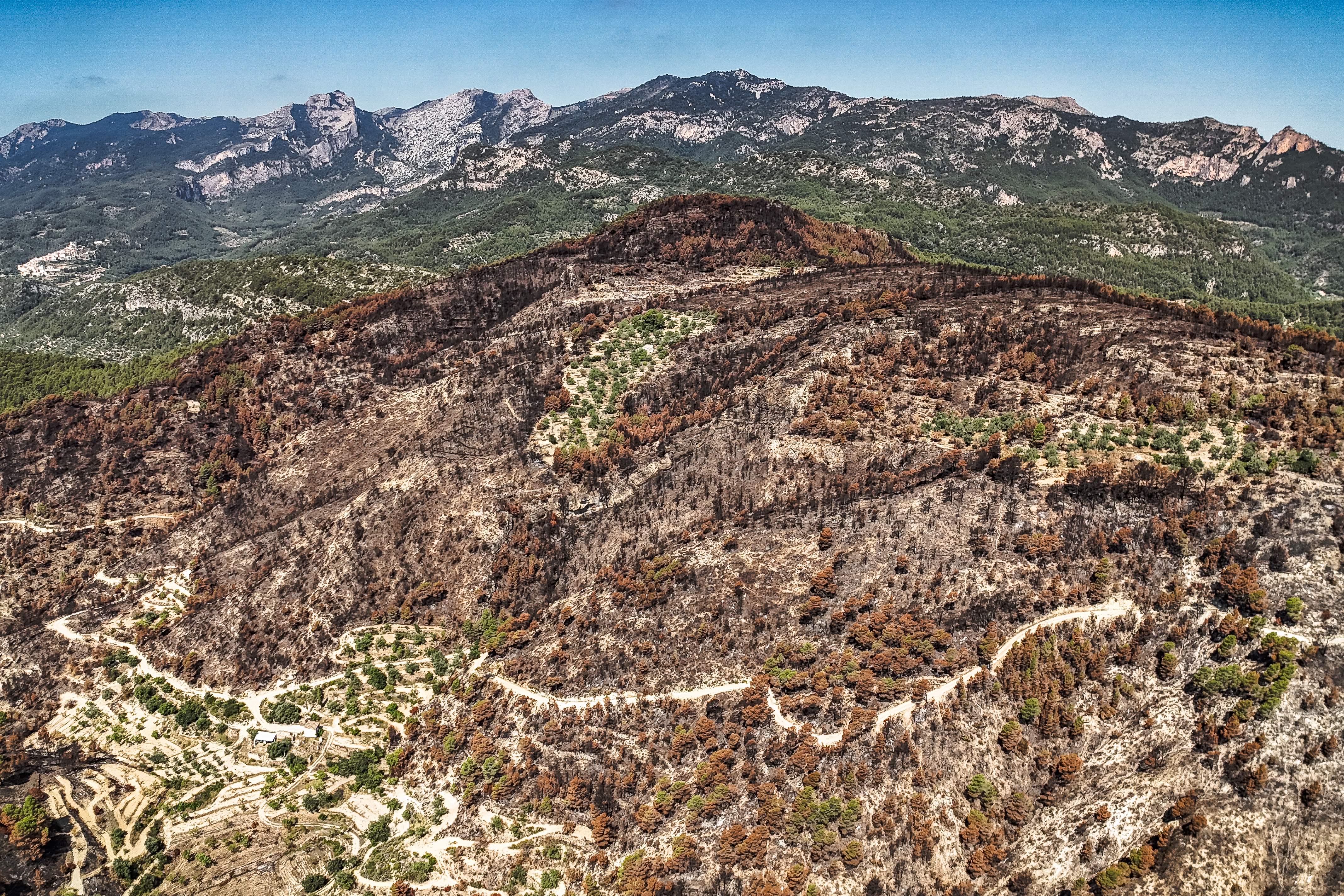 Forest burnt by the Paüls wildfire