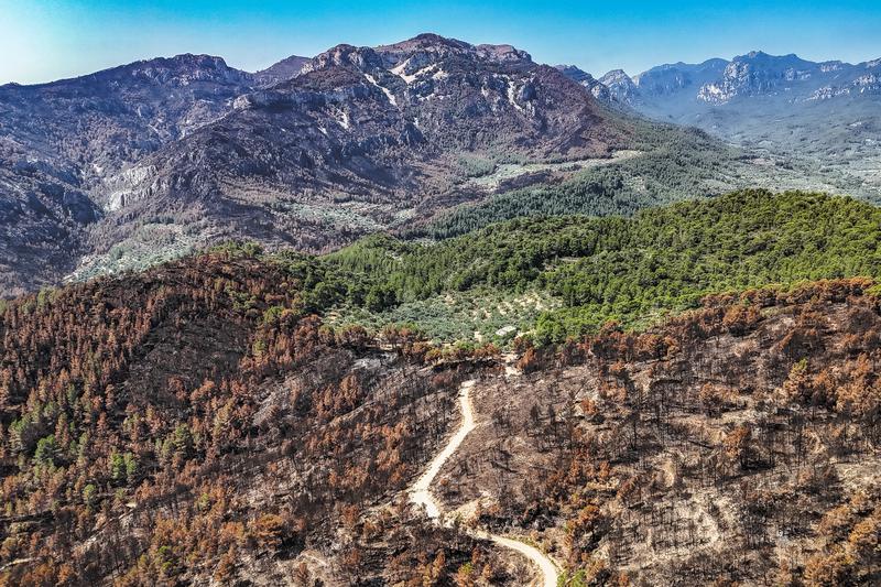 Forest scorched by the Paüls fire