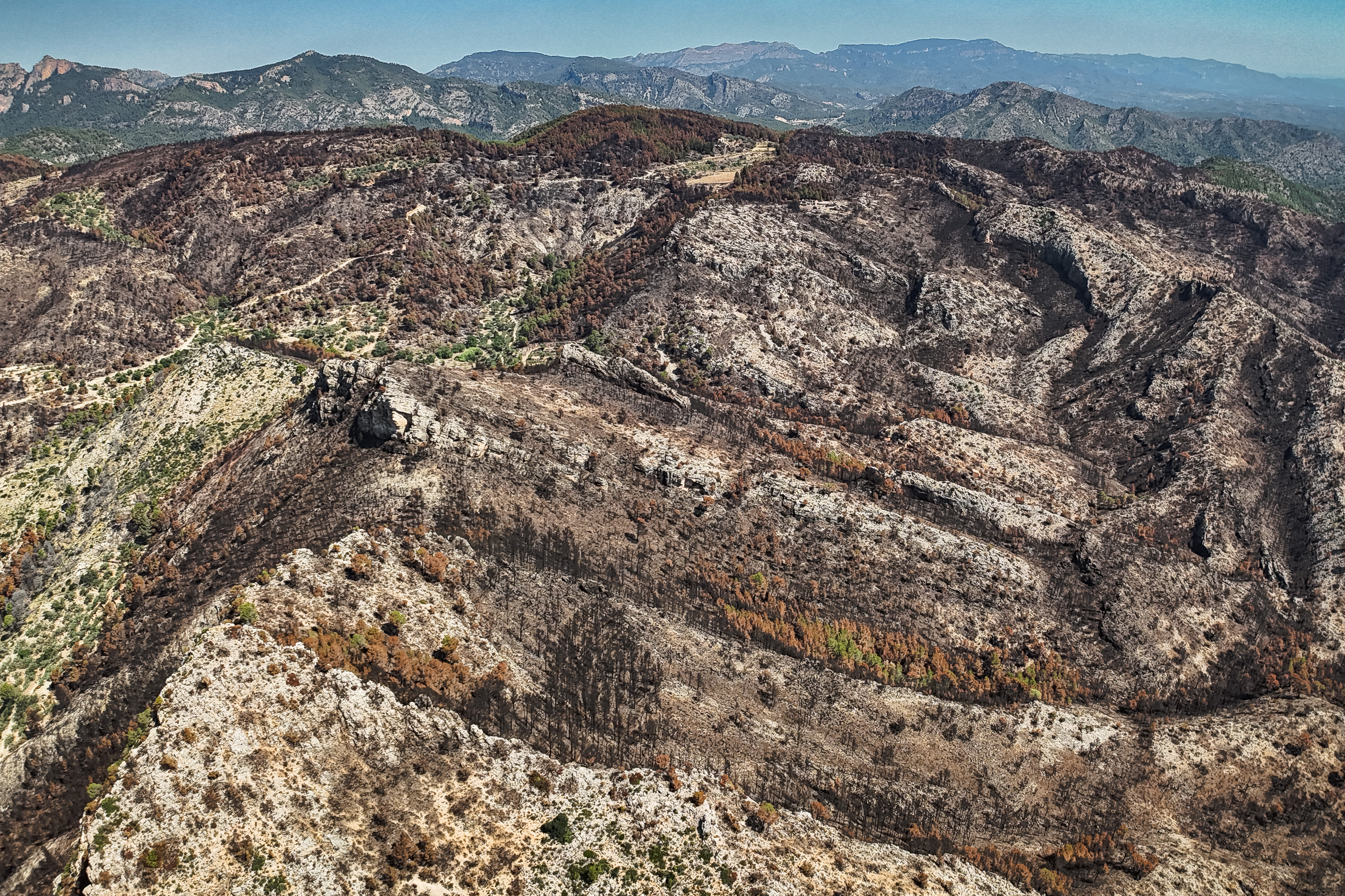 Forest burnt by the Paüls wildfire