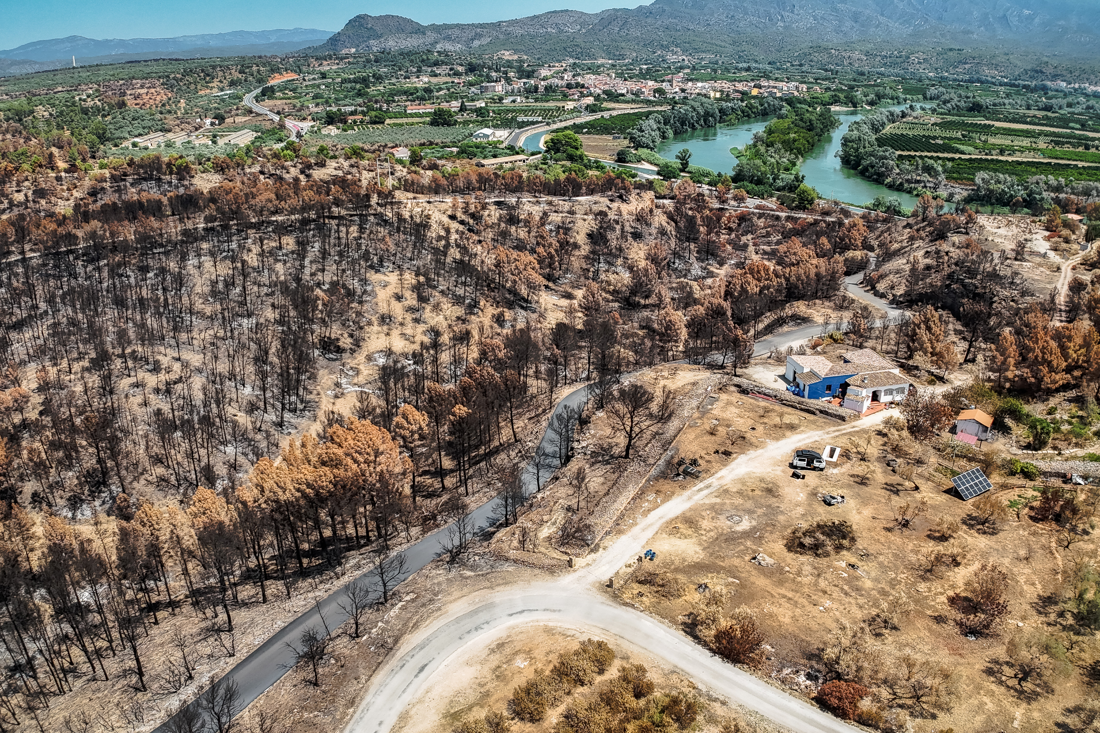 Burnt pine forest near the Ebre River in Xerta