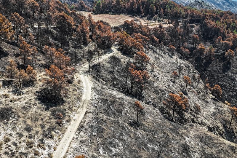 Prop de 350.000 hectàrees ja s'han cremat a Espanya aquest any, segons Copernicus, un 0,7% de la superfície del país