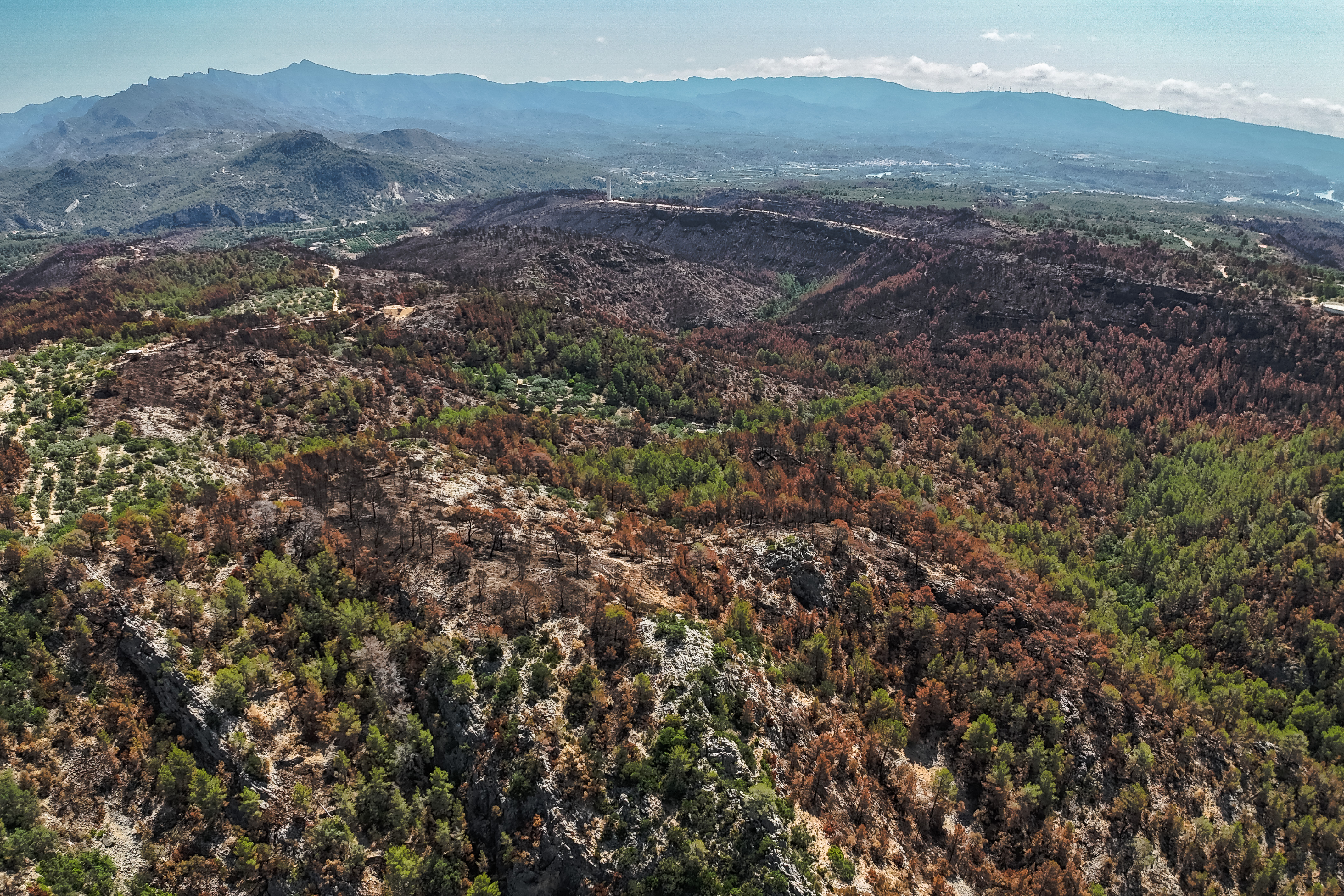 Scorched forest in Paüls