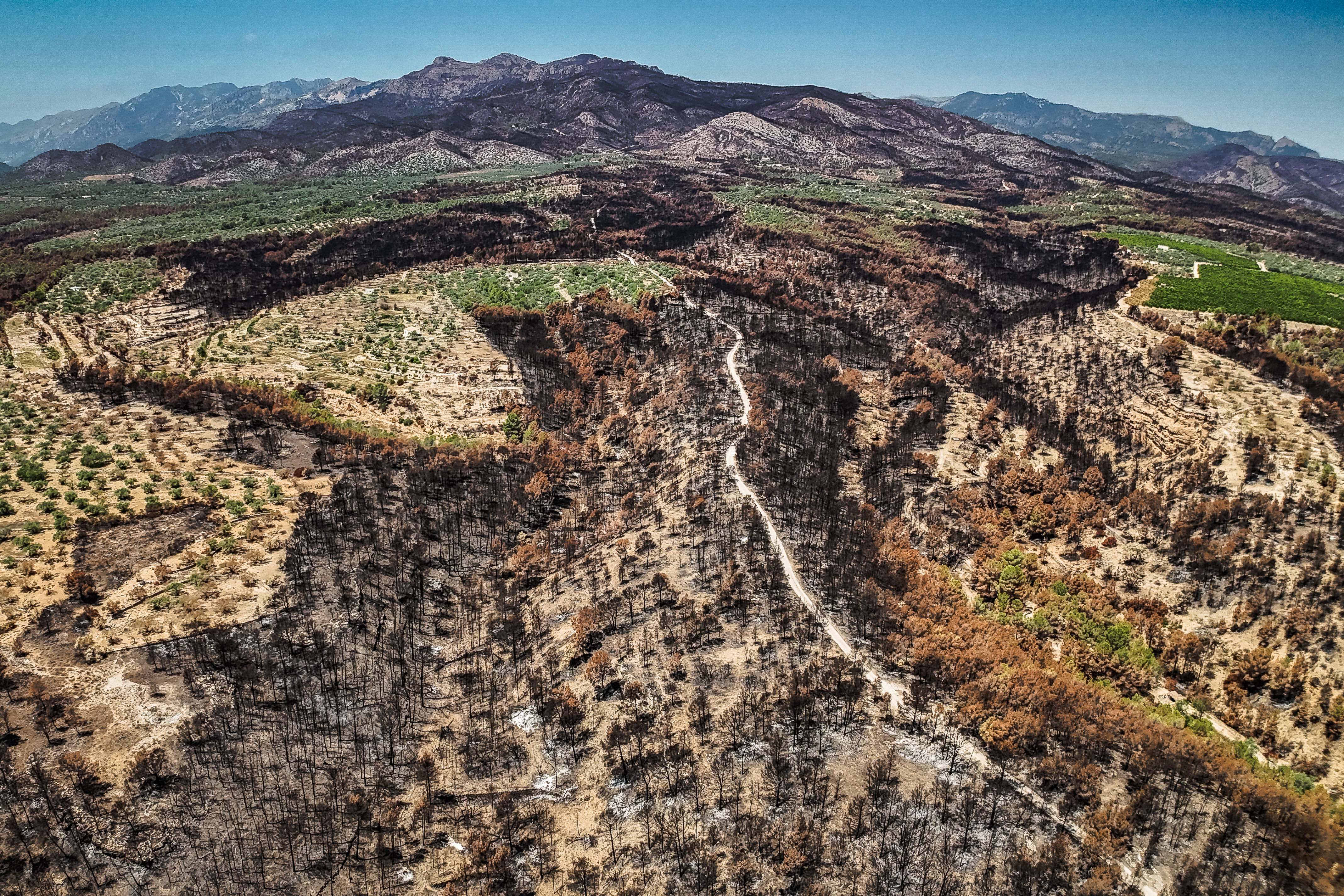 Area burnt by the Paüls wildfire with some fields that survived