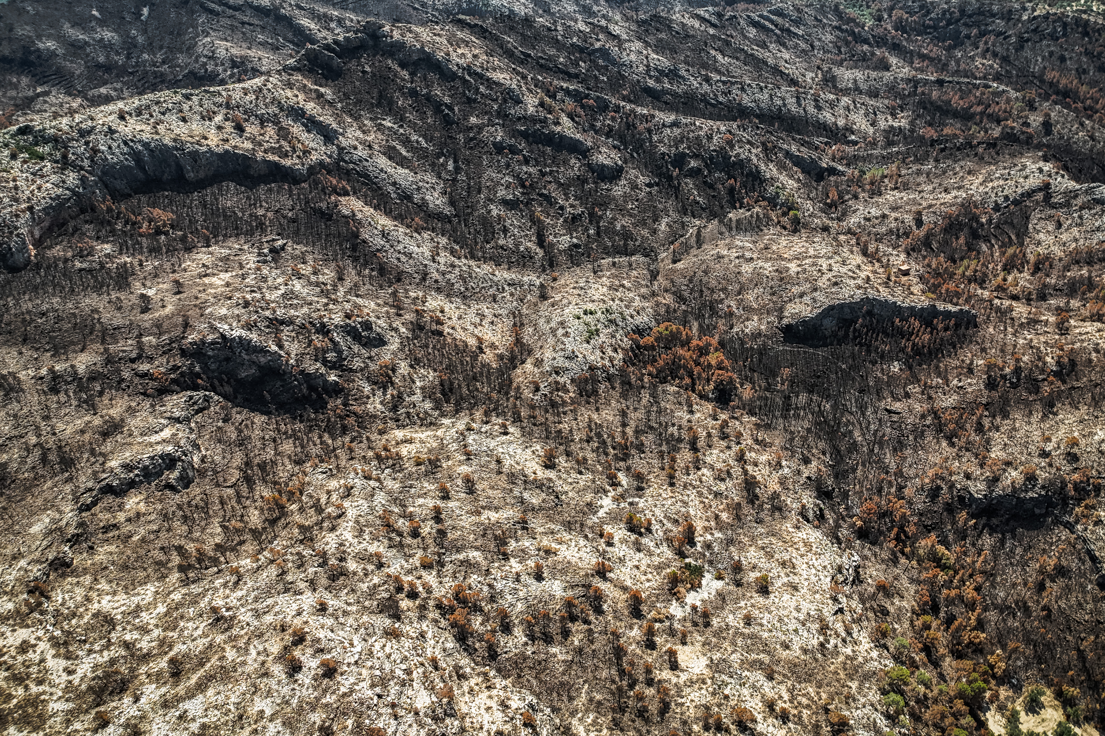 Forest burnt by the Paüls wildfire