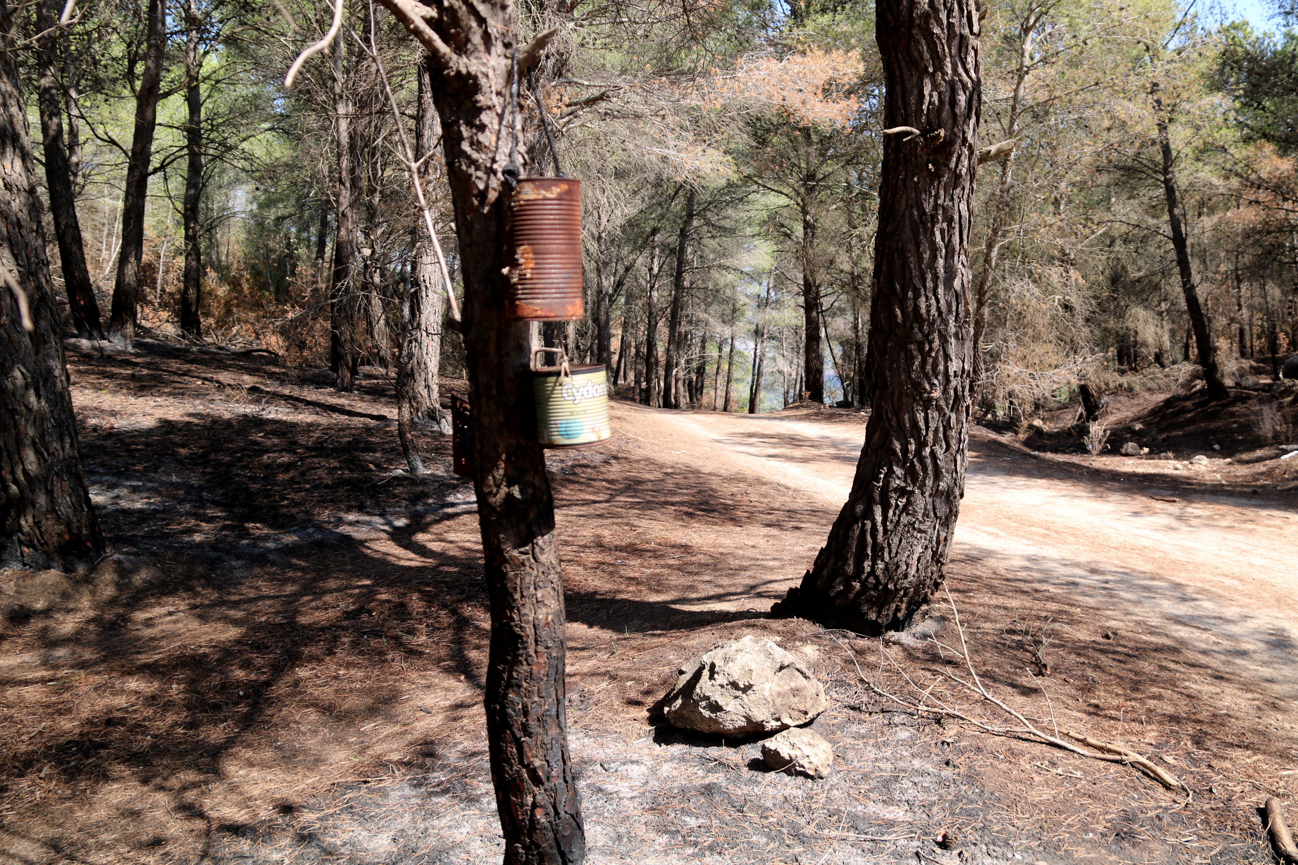 Burnt forest at Coll Ventós, Paüls