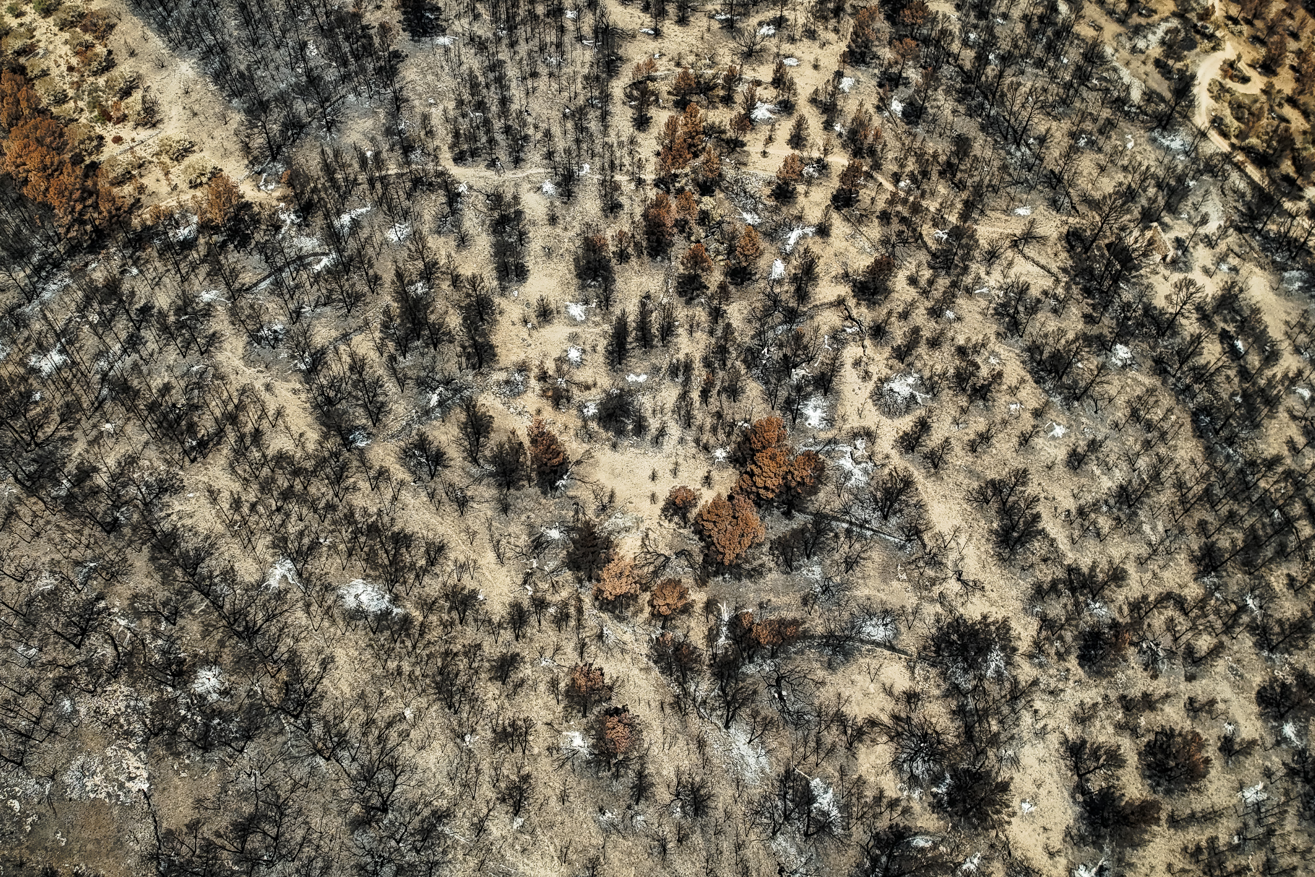 Aerial view of burnt pine forest in Paüls