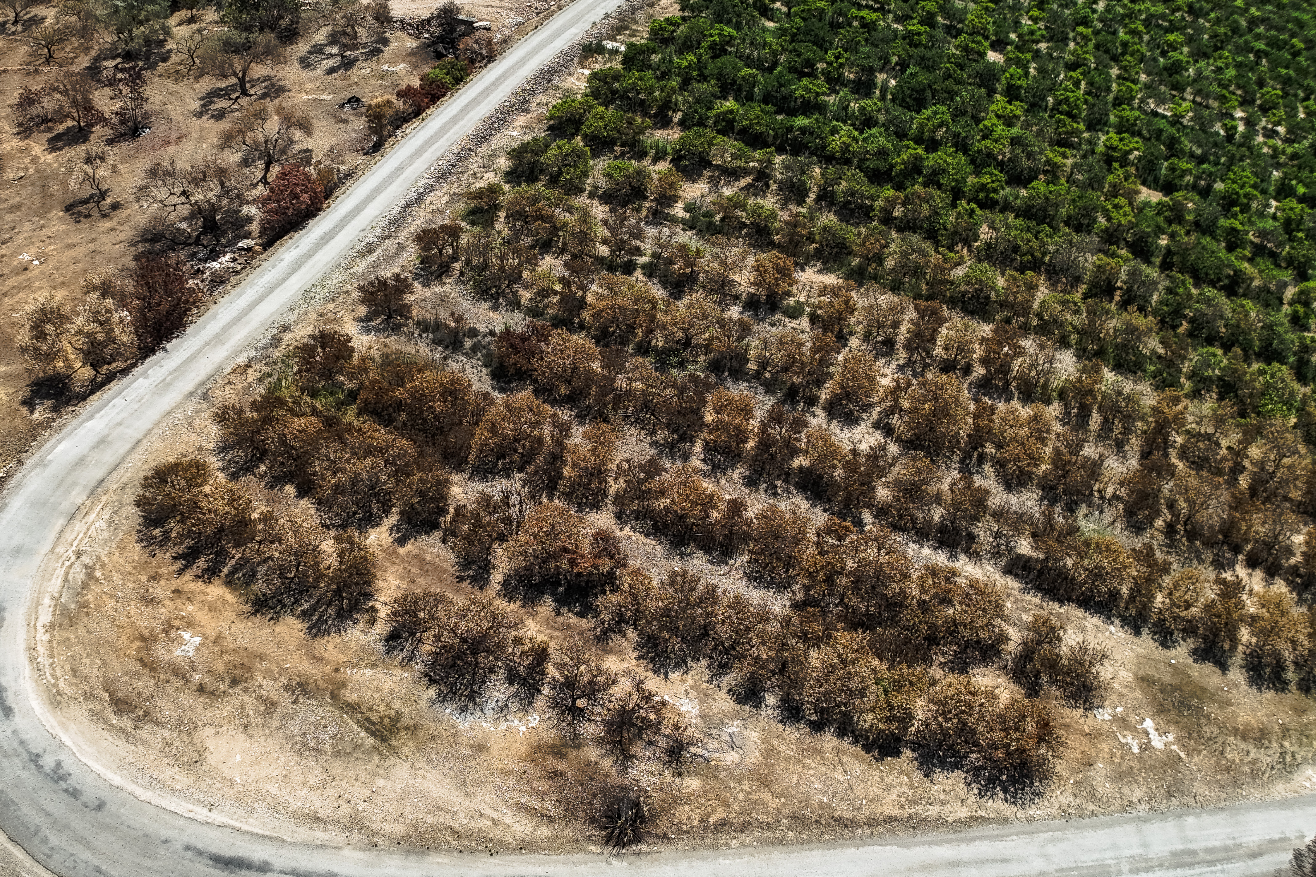 A partially burned orange grove in Xerta