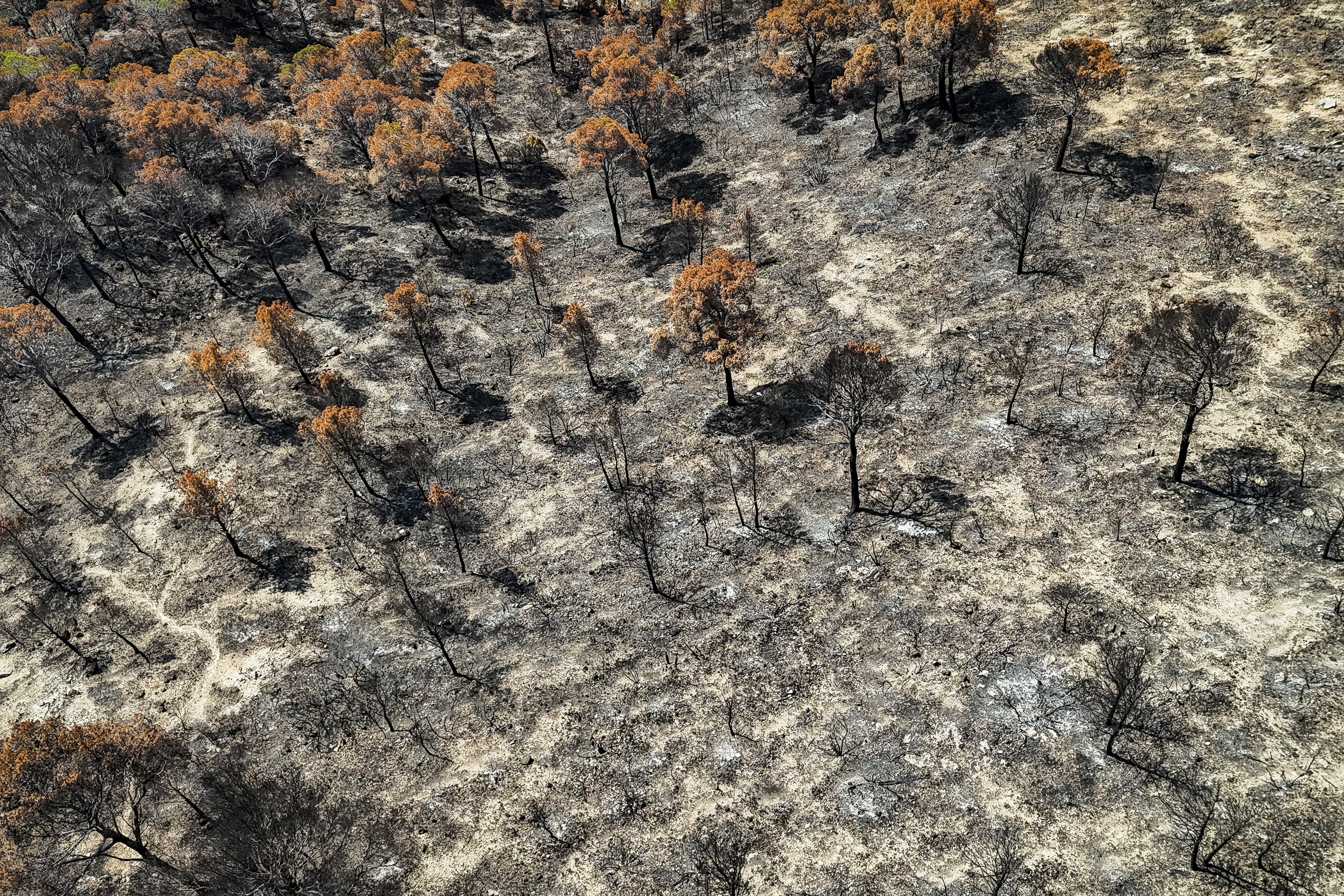 Pines burnt in the Paüls wildfire