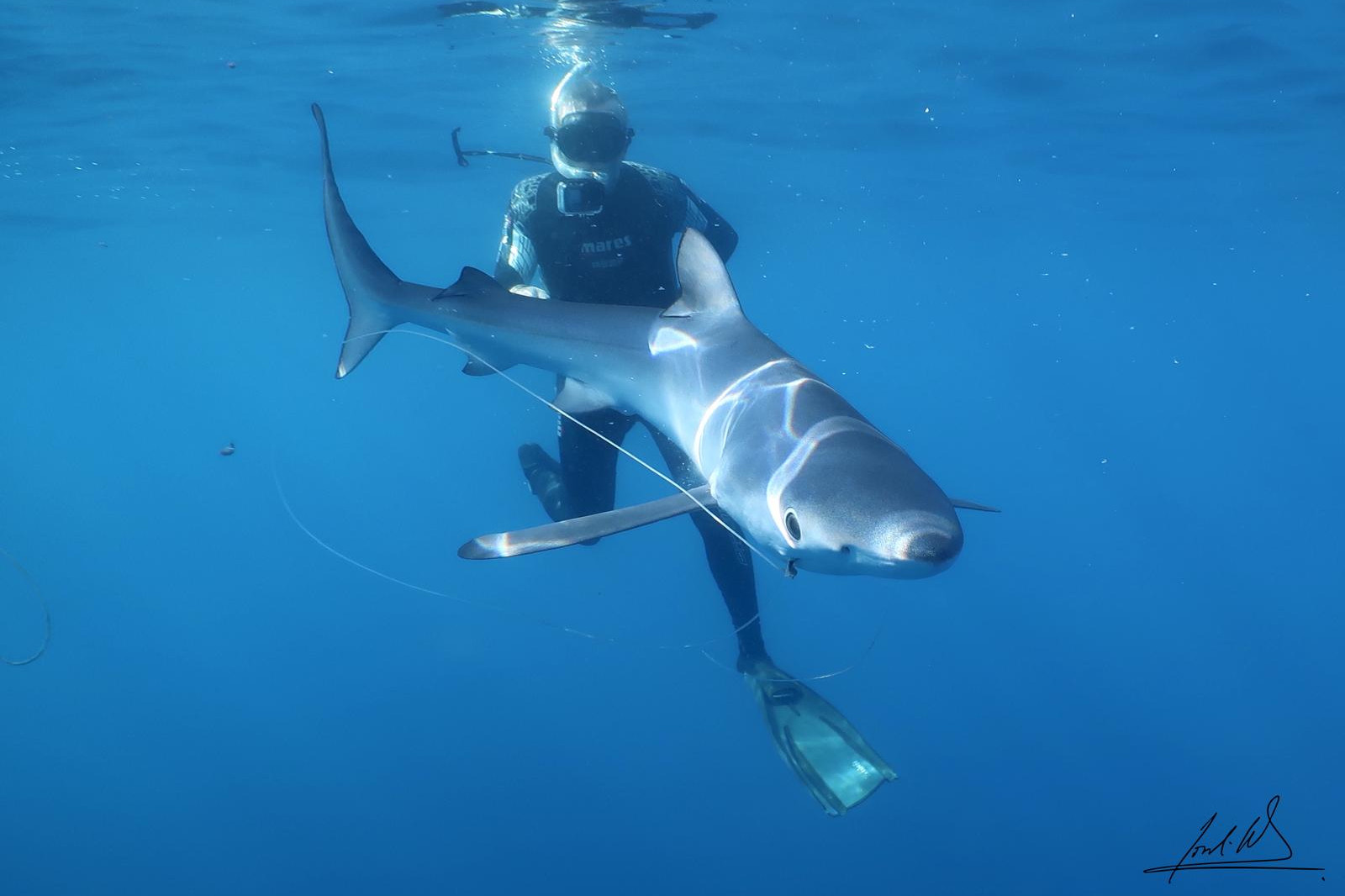 A blue shark with a hook stuck in its mouth