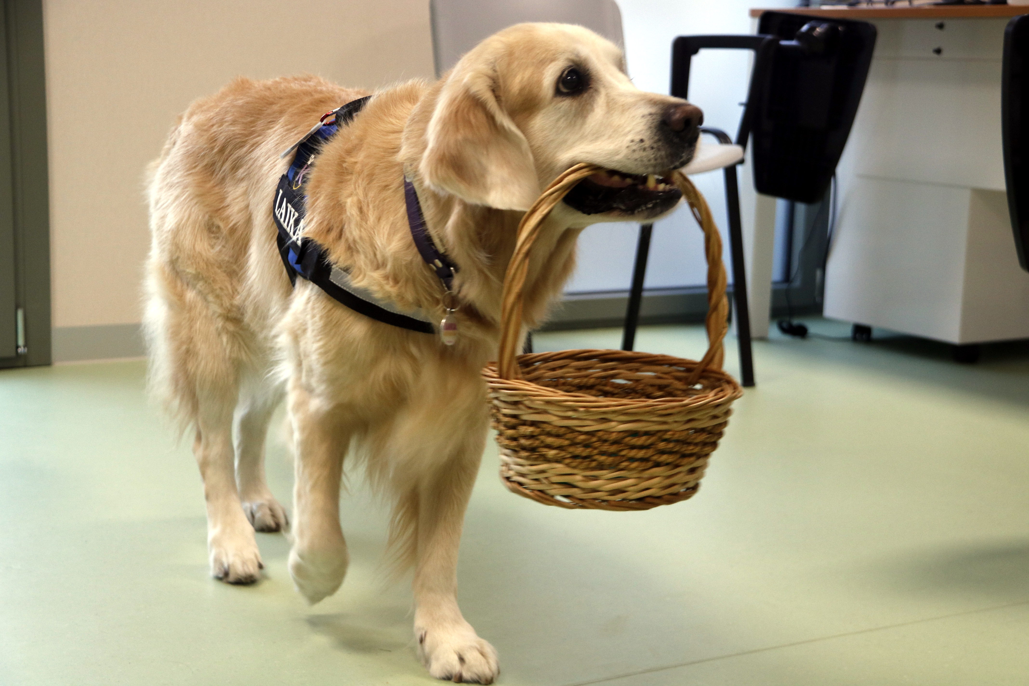 Pioneering project to tackle unwanted loneliness among seniors through dog-assisted therapy at CAP Bordeta-Magraners hospital in Lleida