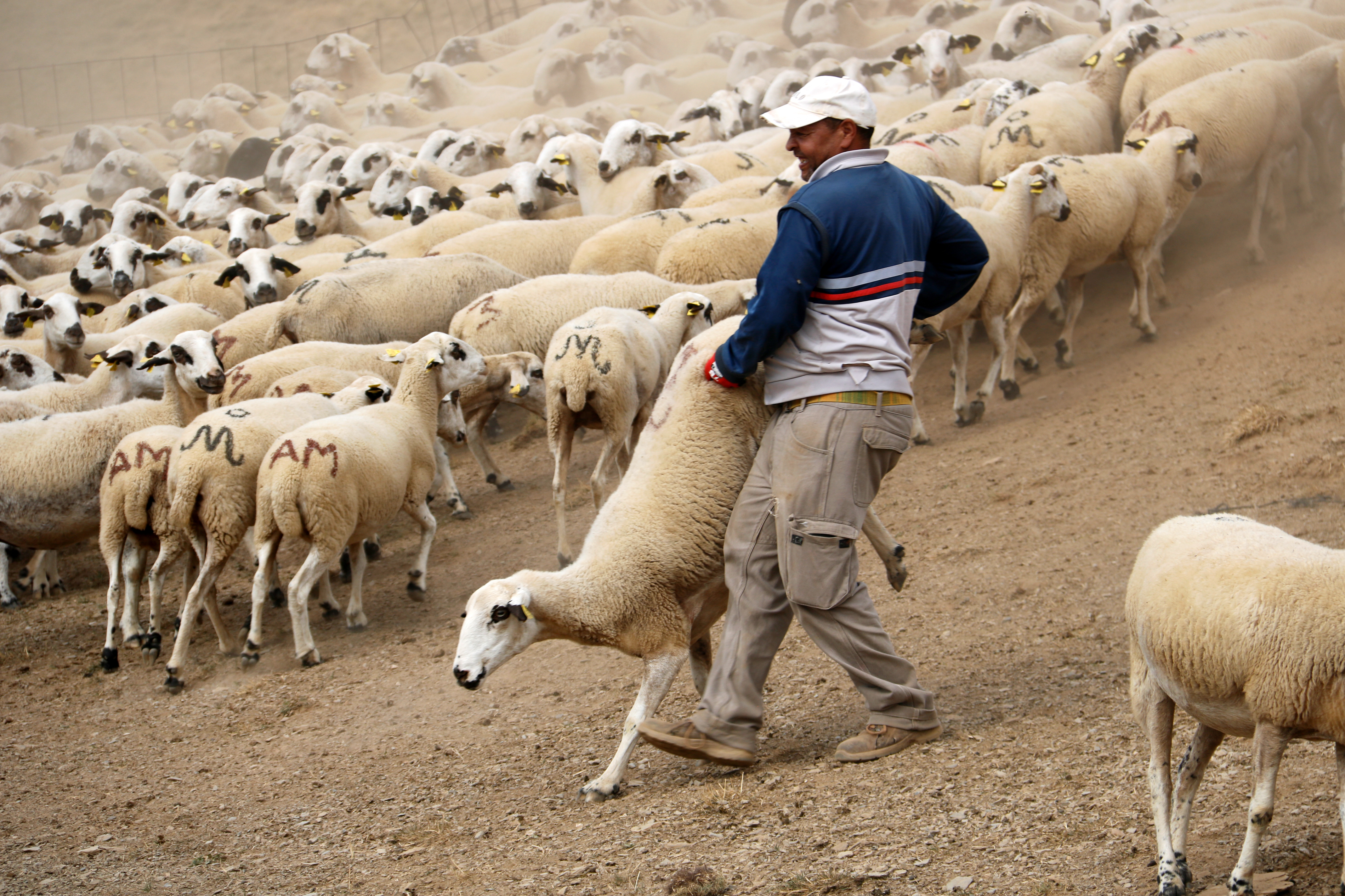 A shepherd carries a sheep