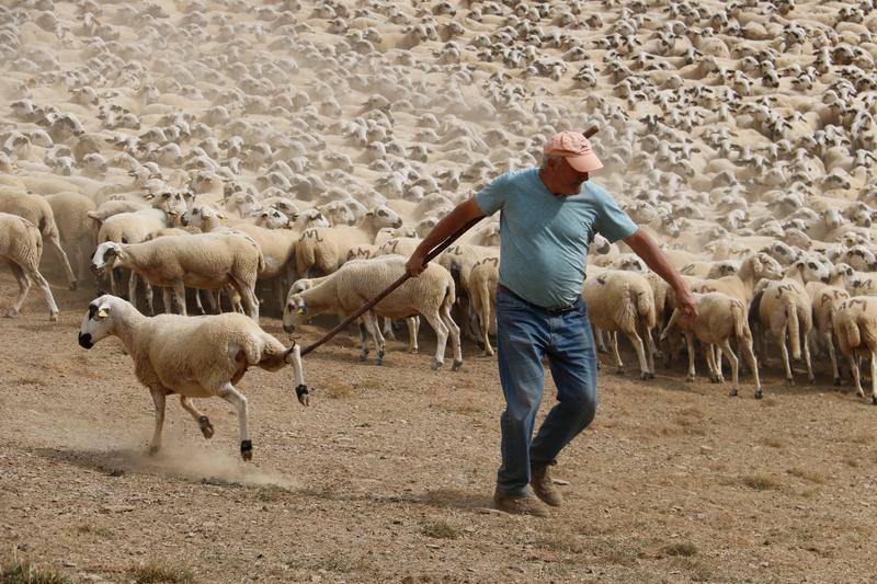 A shepherd uses a crook to separate a sheep from the flock