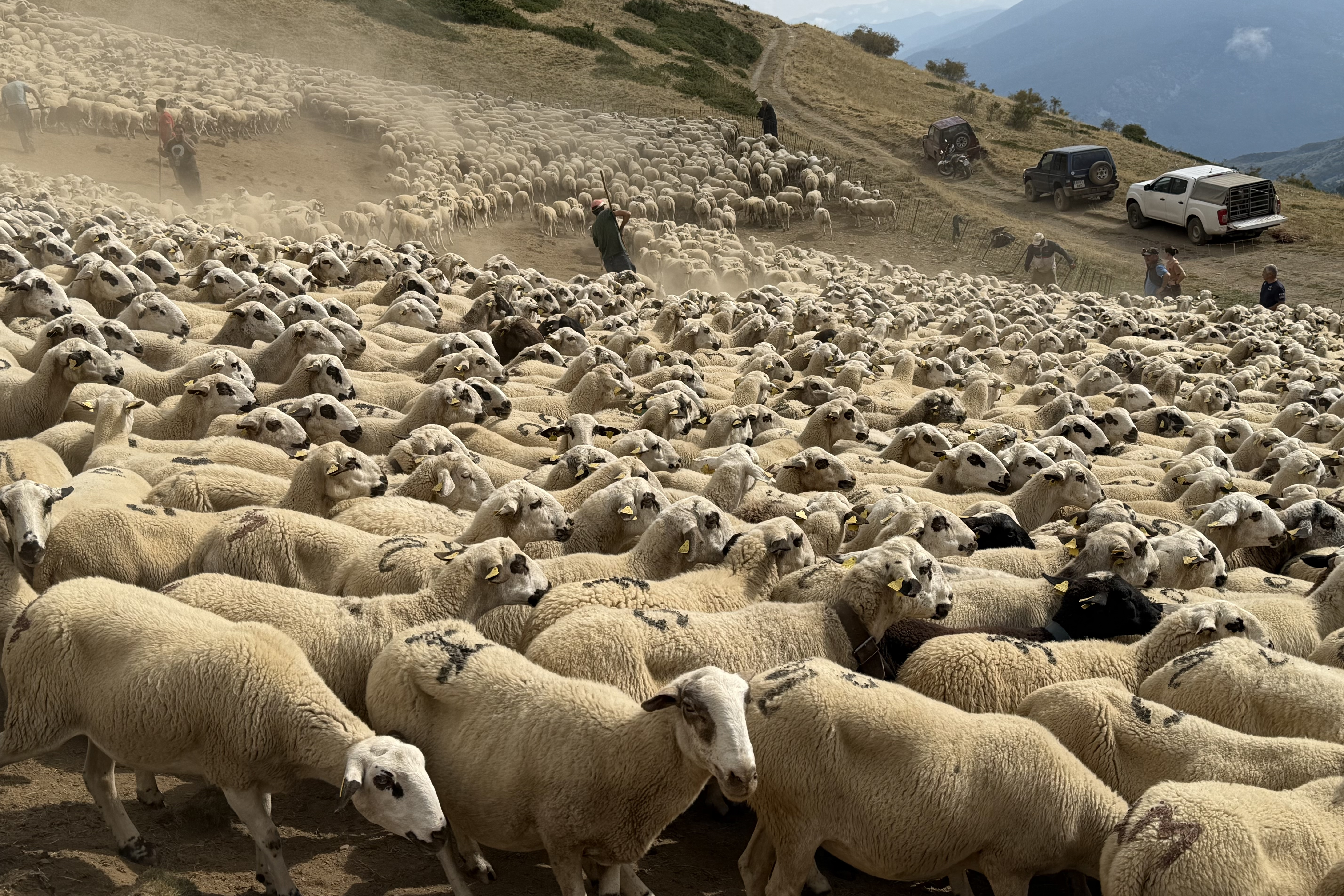 Shepherds in the Seurí mountains in Pallars Sobirà sort the sheep into their respective flocks