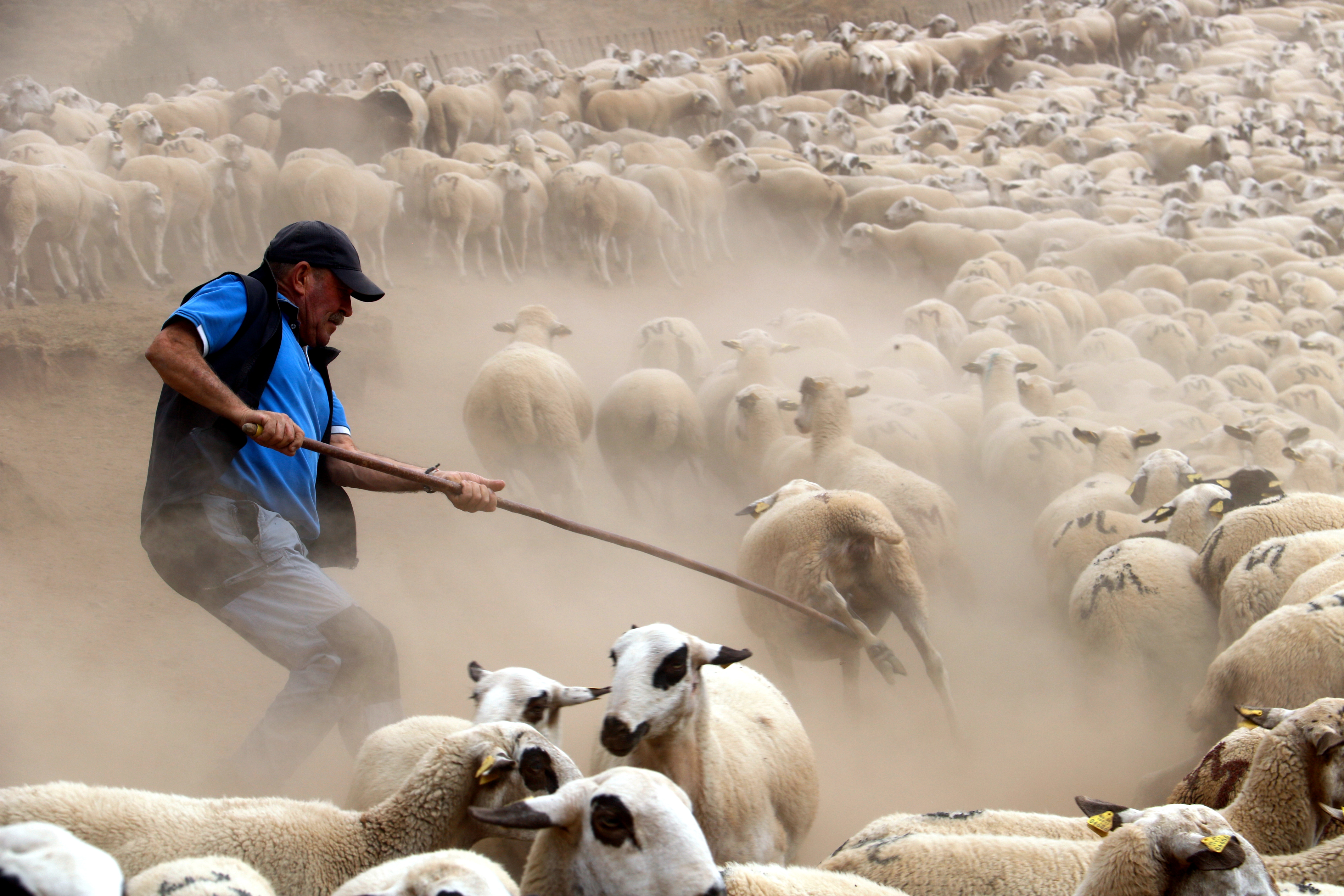 A shepherd uses a crook to separate a sheep from the flock