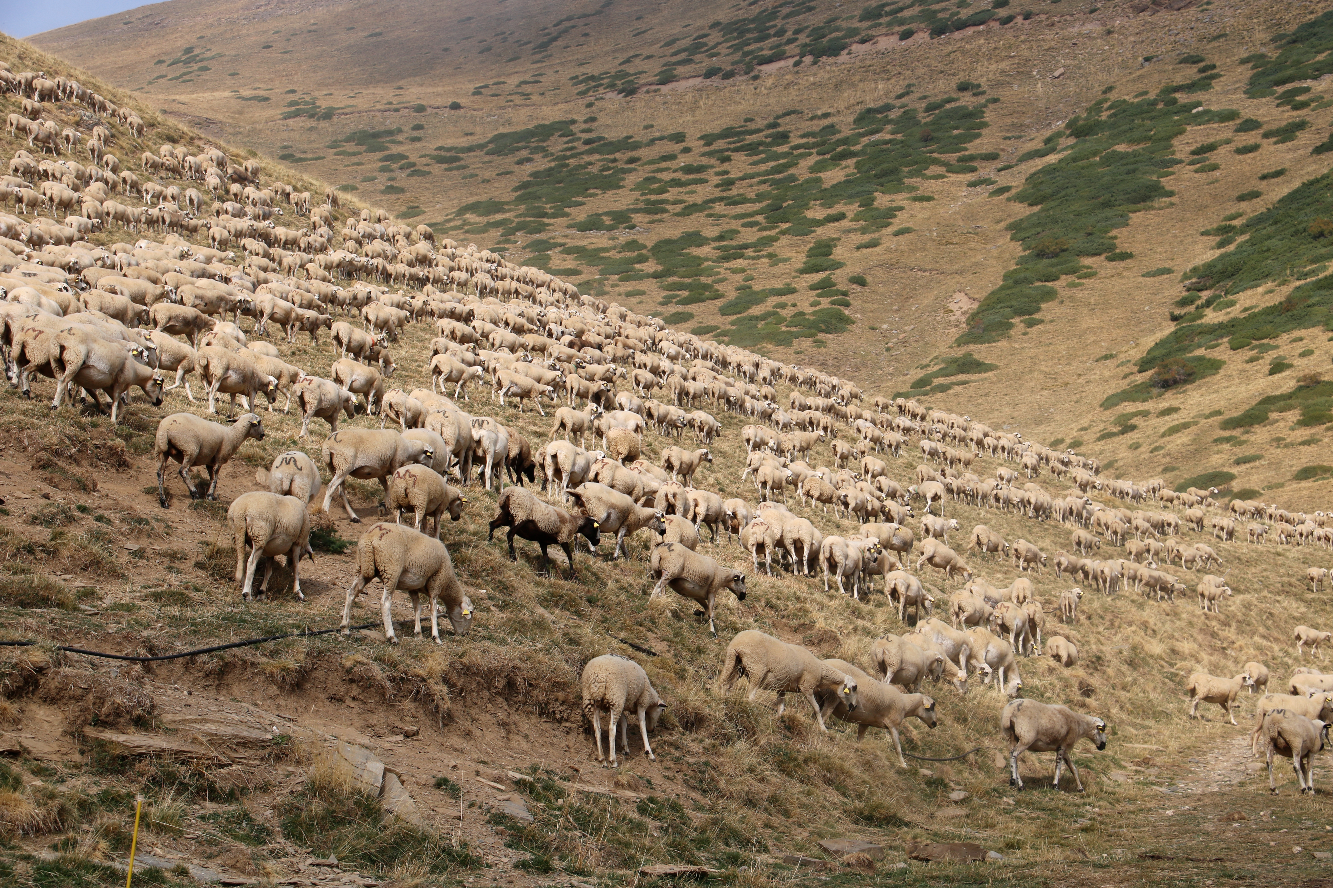 A flock of 3,000 sheep in the Seurí mountains in Pallars Sobirà