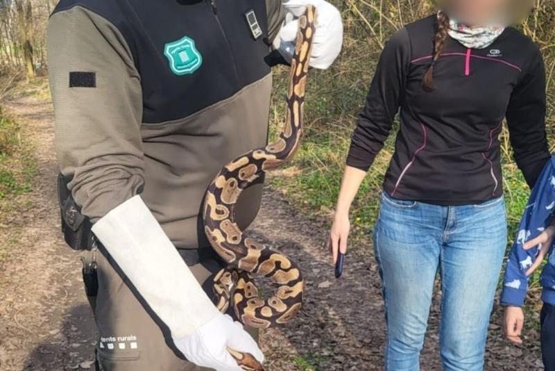 The captured snake